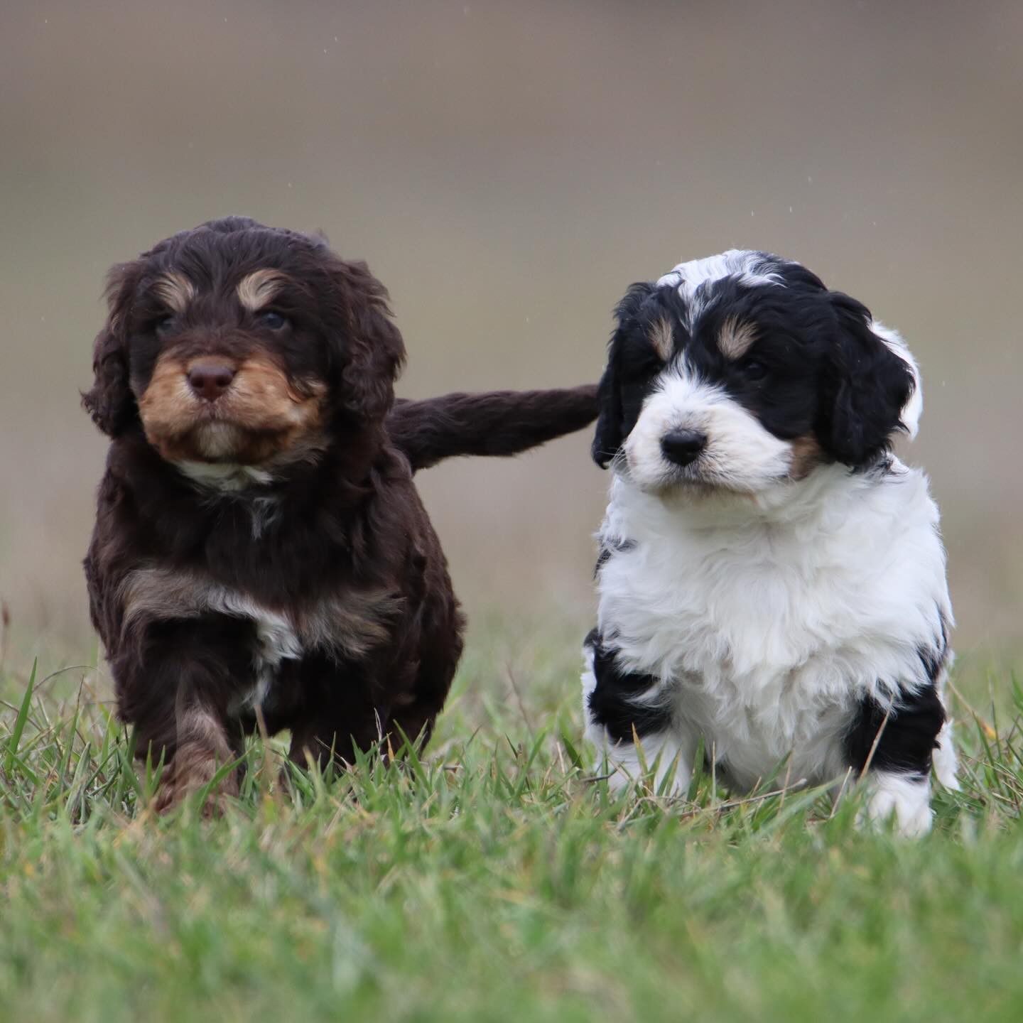 Pudge & Buzz mini Teddy Bear bernedoodles are the epitome of confidence, they are goofy, sweet little things but unquestionably confident. #LKBernedoodles