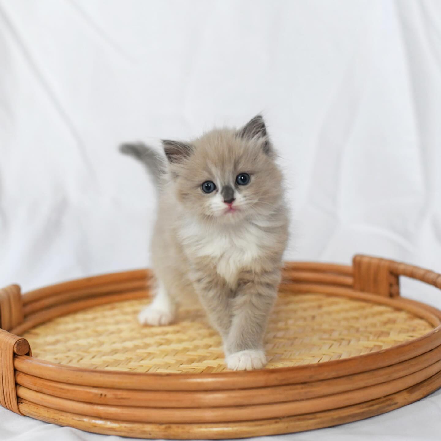 āRomeā puts the ādollā in Ragdoll and he could be yours š»š»š»
Available just in time for Halloween! Heās a blue mitted mink..see bio for website and contact info to find out how to make him yours!
#ragdoll #ragdollsofinstagram #ragdollcat #bluepointragdoll #augustragdolls #fluffy #adorable #cuteness #catsofinstagram #pets #beautiful #bluecat #cutestagram #kitten #kittenlove #mink #minkragdolls #taylorswift #halloween