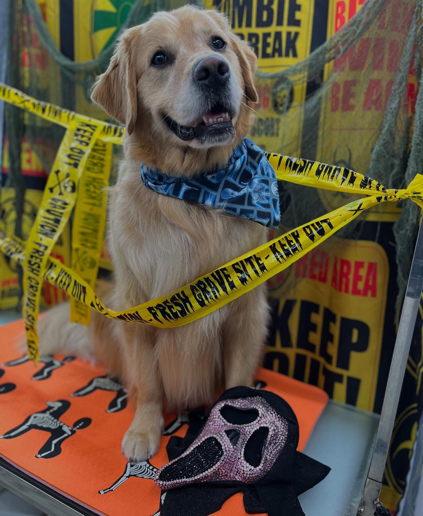 #dawnofdeshed #mobilegrooming #njgroomer #trending #bathtime #fyp #dogs #dawnofdeshed #mobilegrooming #monmouthcountynj #dogsofmonmouthcountynj #halloween #spookyseason👻😈💀☠️🎃🦇