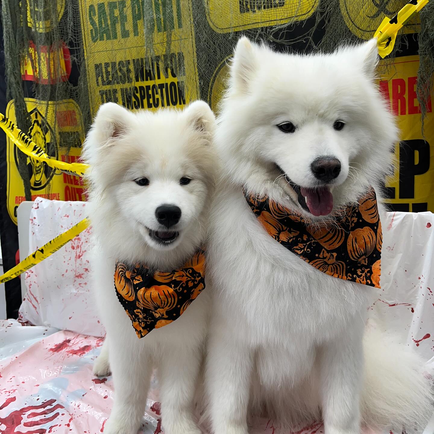 #dawnofdeshed #mobilegrooming #njgroomer #trending #bathtime #fyp #dogs #dawnofdeshed #mobilegrooming #monmouthcountynj #dogsofmonmouthcountynj #halloween #spookyseason