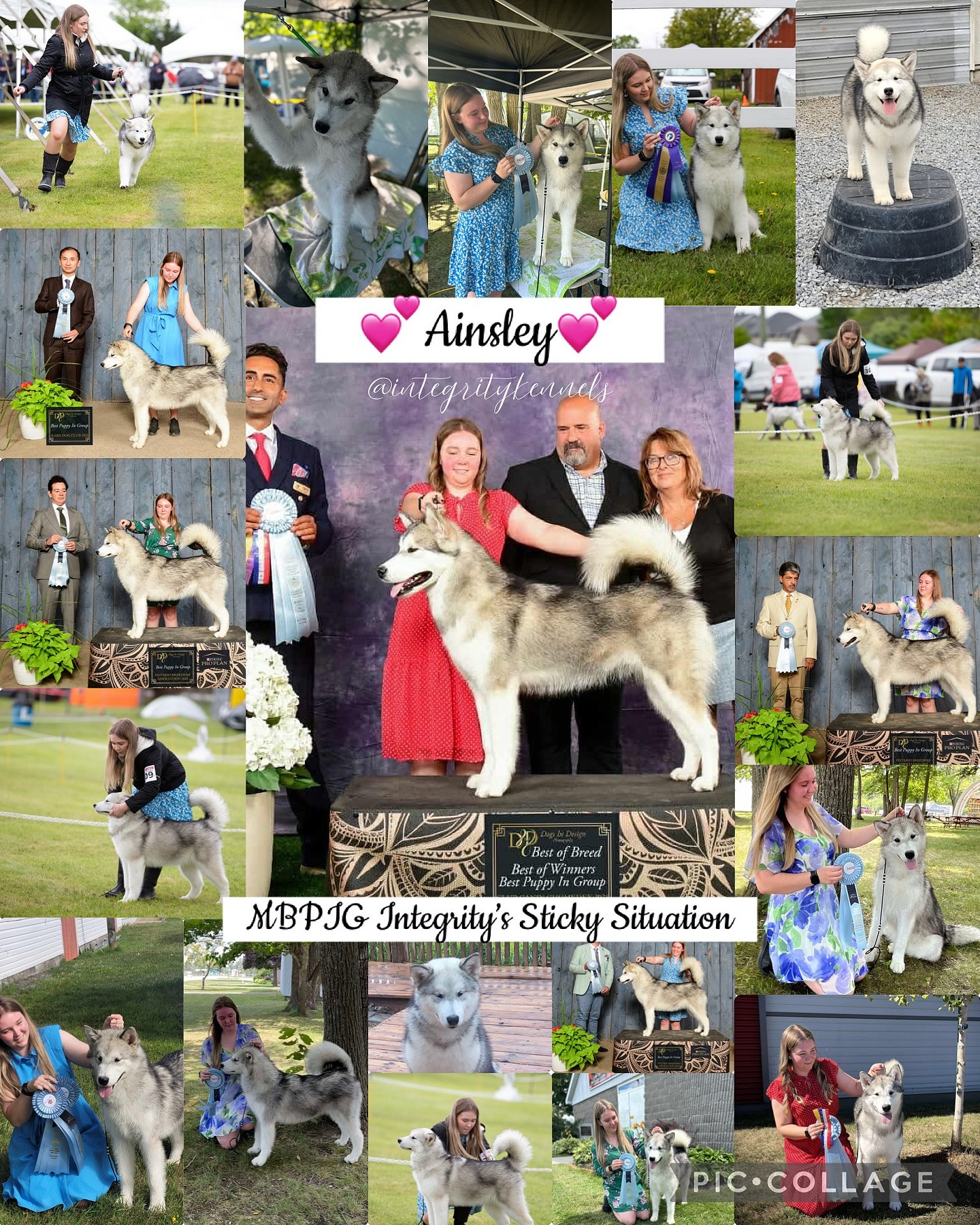 What a puppy career for our ๐Ainsley!๐ Still canโt believe how fast a year has gone byโฆ ๐โจ
โโ
๐ง teracorrigan@gmail.com
๐ (613) 492-0110
๐ www.integritykennels.ca
โโ
#integritykennels #integritymalamutes #integritybouviers #alaskanmalamute #alaskanmalamutes #malamute #alaskanmalamutepuppy #malamutepuppies #bouvierdesflandres #bouvier #bouviers #bouvierdesflandrespuppy #bouvierpuppies
#americankennelclub #canadiankennelclub #registeredpuppies #ethicalbreeder #conformationdogshows