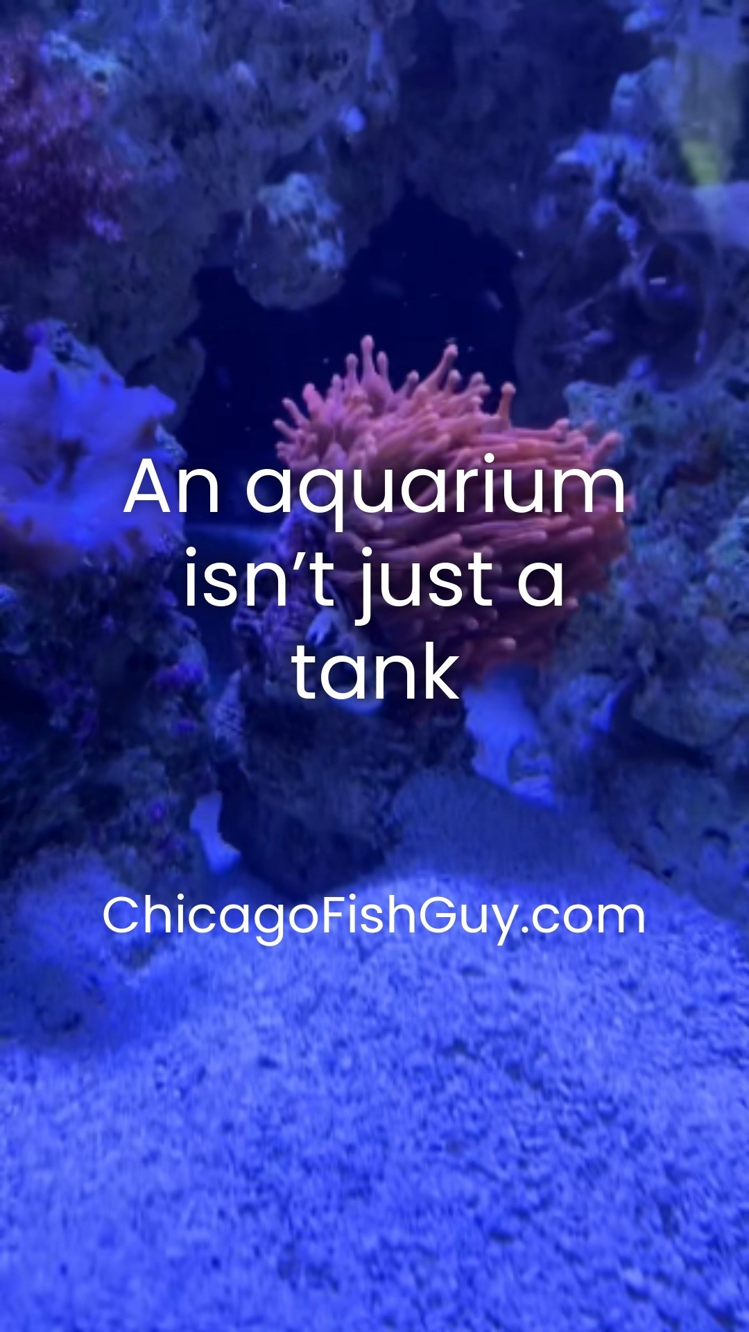 Small tanks or 2000-gallon giants—we design, build, and maintain them all. 🐟🏢
#CustomAquarium #AquariumService #TankBuilders #reefaddict