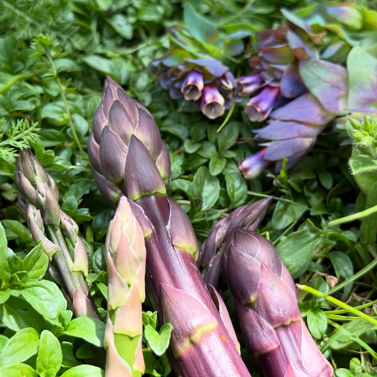 You know summer’s almost here when you can’t keep up with the weeding😅🥬 The New Zealand spinach is trying its hardest to take over! The asparagus is popping up like crazy - have to check every day for new shoots. There are plenty of broad beans - not the quickest to shell with their 2 layers, but they make good screen work and worth the while fried up in a little salt and butter - love their unique delicious flavour. The poppies are in bloom together with the calendula and cornflowers - can’t wait for the purples. The globe artichokes are covered in ladybirds - the plants are a breeding ground for them - this is when you wish you had small children again - magical to watch. There’s sweet strawberries fruiting and so much spinach. Did a brilliant swop with Nats for some of her homemade jam and the 2026 biodynamic planting calendar. The lemon and ginger jam is really good and love that the ingredients come from her own organic garden. Supporting small business is essential these days. Cannot believe Bruno our Boerbul pup is 1 year old this month. He’s turned out to be a big softy just like Dozer was - gosh we still miss that boy. Have a great week ahead and happy gardening 🌱❤️🌝
#growyourownveggies #organic #theonlyway #vegetables #herbs #heirloomseeds #lunarcalendar #biodynamiccalendar #naturalpestcontrol #companionplanting #permaculturegarden #gardensouthafrica #plettitsafeeling #supportsmallbusiness