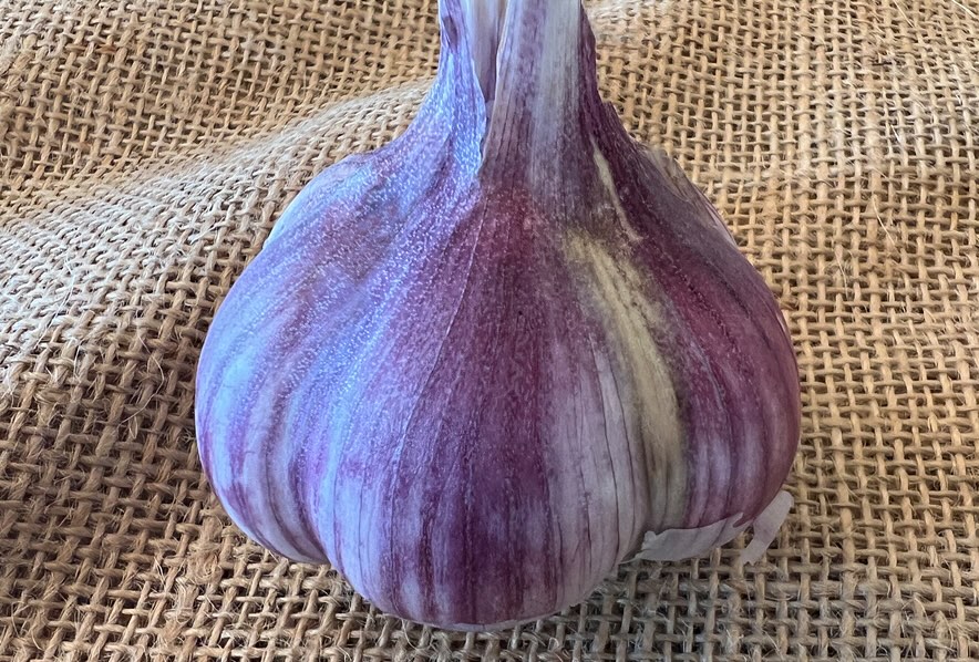 And….the winner of the 2025 garlic taste test is…. Rosewood! It was a hard fought election, but now is the time for everyone to come together, have a peaceful process and accept this year’s winner. Remember, everyone wins if you are a member of the Garlic Party. I was able to purchase a bunch of seed this weekend and we will have Rosewood next year! While I have wrapped up at the Farmers Markets in The Highlands and Louisville, I am going to be at South Pearl Street in Denver the next few Sundays. I won’t have much left though: herbs, spices, garlic, black garlic, radishes, and turnips.