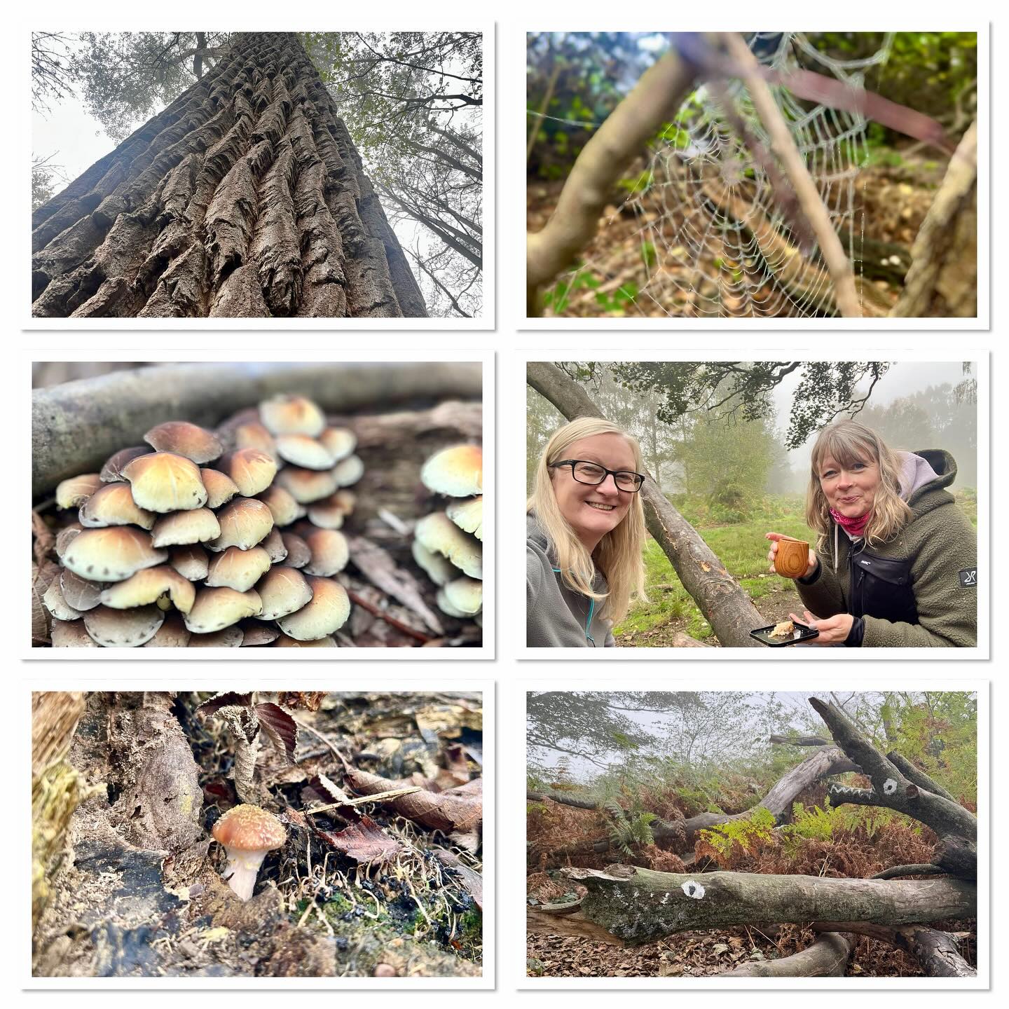 A lovely catchup today with Jacqui in the fabulous woodland close to her very own setting @early_years_at_holme Not only is she an inspiring practitioner but an amazing photographer of the stunning nature around her. I’m in awe! We were both ooo’ing and ahhhing at the fabulous fungi and cobwebs. Thank you for the Hot Chocolate and Homemade Apple Cake Jacqui. Your children are very very lucky! #earlyyearseducation  #openendedplay #earlyyears #play #curiosity #letthemplay #outdoors  #learningthroughplay #earlyyearsoutdoors  #2025 #october 
#aweandwonder #autumn #fungi #nature #woodland #earlyyearsatholme
