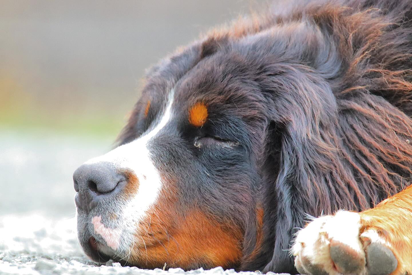 Oh Kody 😏 #LKBernese #bernesemountaindog #bernesemountaindogsofinstagram #berneseoftheday #bernesedaily #bernesemountaindoglovers #berner #bernesebreeder @lkbernesemountaindogs