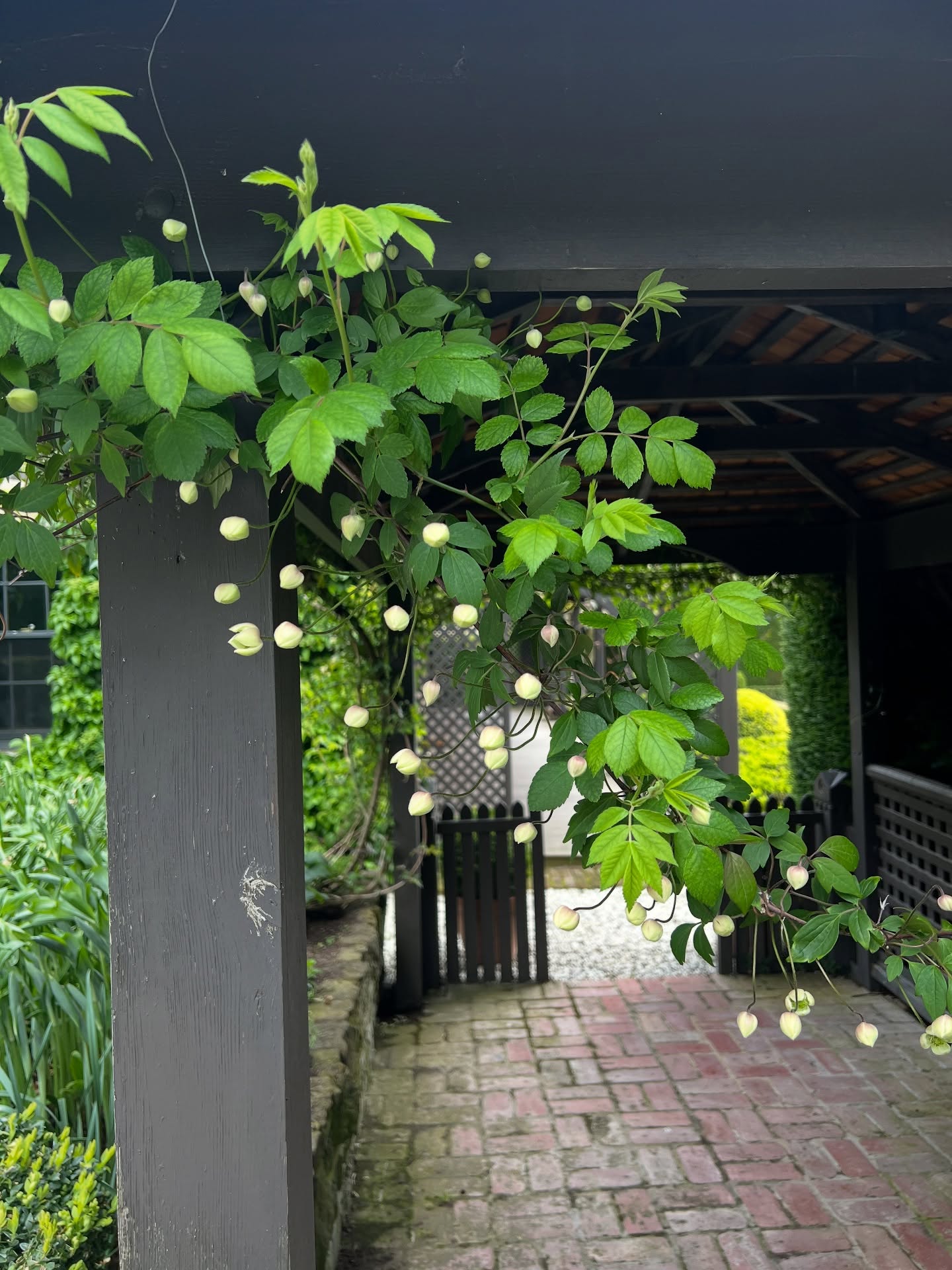 More Signs of Spring BUT we need some rain!
Closing 8th March, 2026, so if you’ve always wanted to stay in an Old Rectory, be quick!
@visitmacedonranges
@airbnb
@piperstkyneton
@nationaltrustvic
#kyneton
#visitkyneton
#kynetonaccommodation
#spring
#clematis
#bradfordpear
#oldrectory
#lychgate