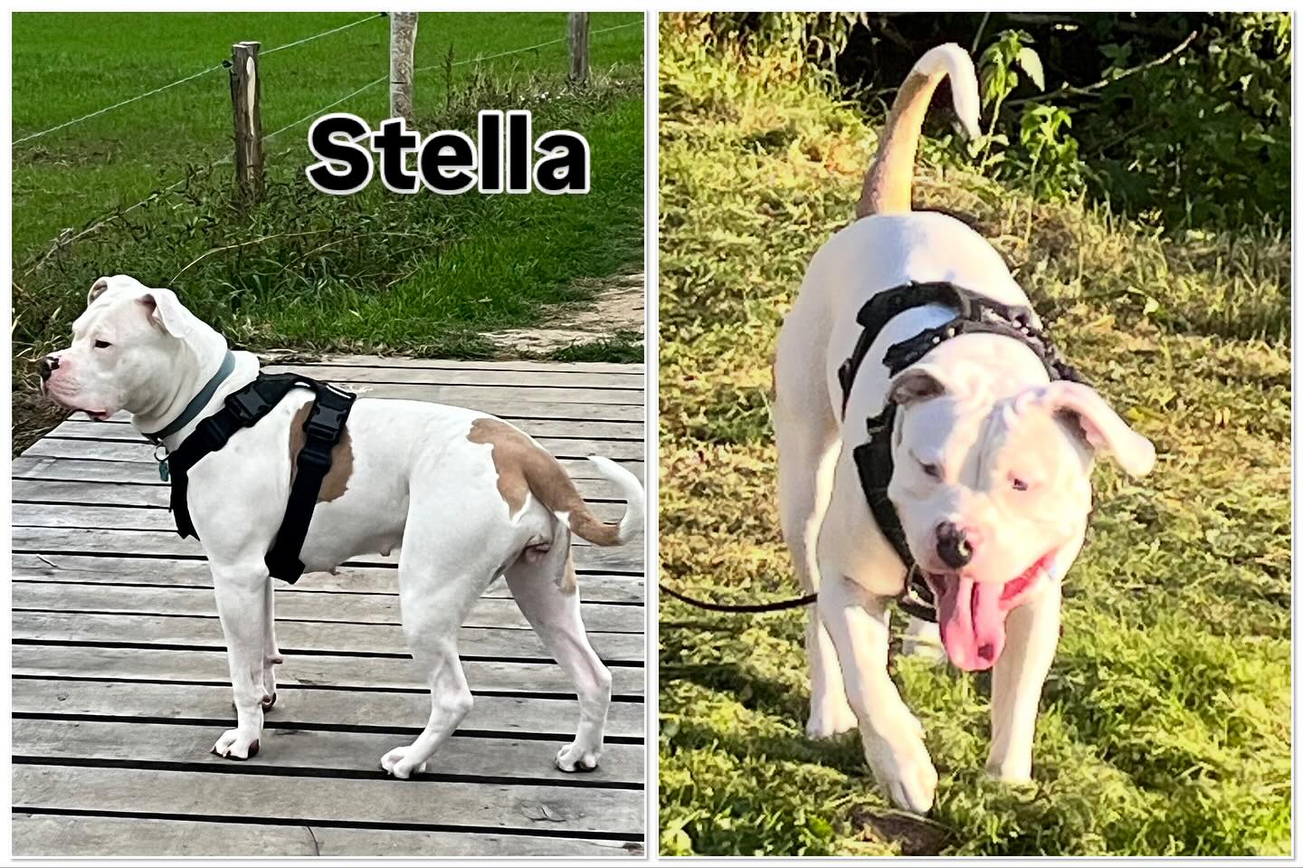 Altijd leuk wanneer ik een Stafford in begeleiding heb. Lieve honden! Wandelen met Stella was niet leuk. Zowel voor de begeleiders als voor Stella.
Trekken aan de leiband met haar vele spieren, riem bijten…. Ze kon er wat van 😊. Na een passage in een hondenschool gingen wij samen aan de slag. Met succes. Gisteren zag ik een heel ontspannen wandeling! Blij dat ik kon helpen. 🐾
We doen ons best en werken verder. #stafford #staffordshire #hondenwandeling #wandelenaandelijn #trekkenaandelijn #gedragstherapie #hondentraining