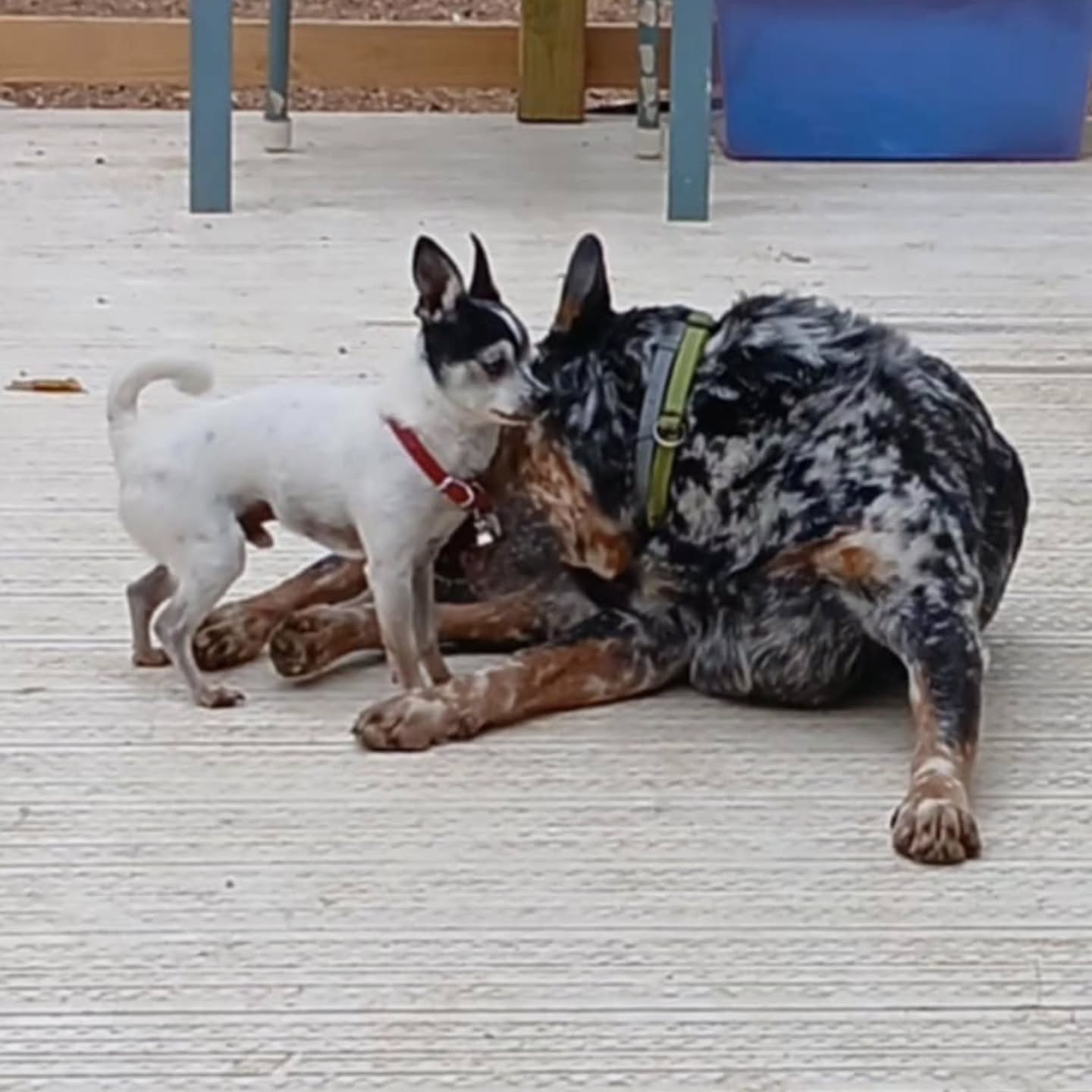 Goober plays sweetly with Grandpa Tigger