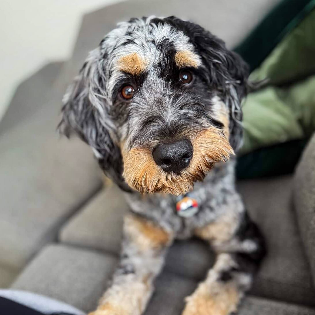 Freya is enjoying her new home! Thank you to everyone that inquired! #lkbernedoodles