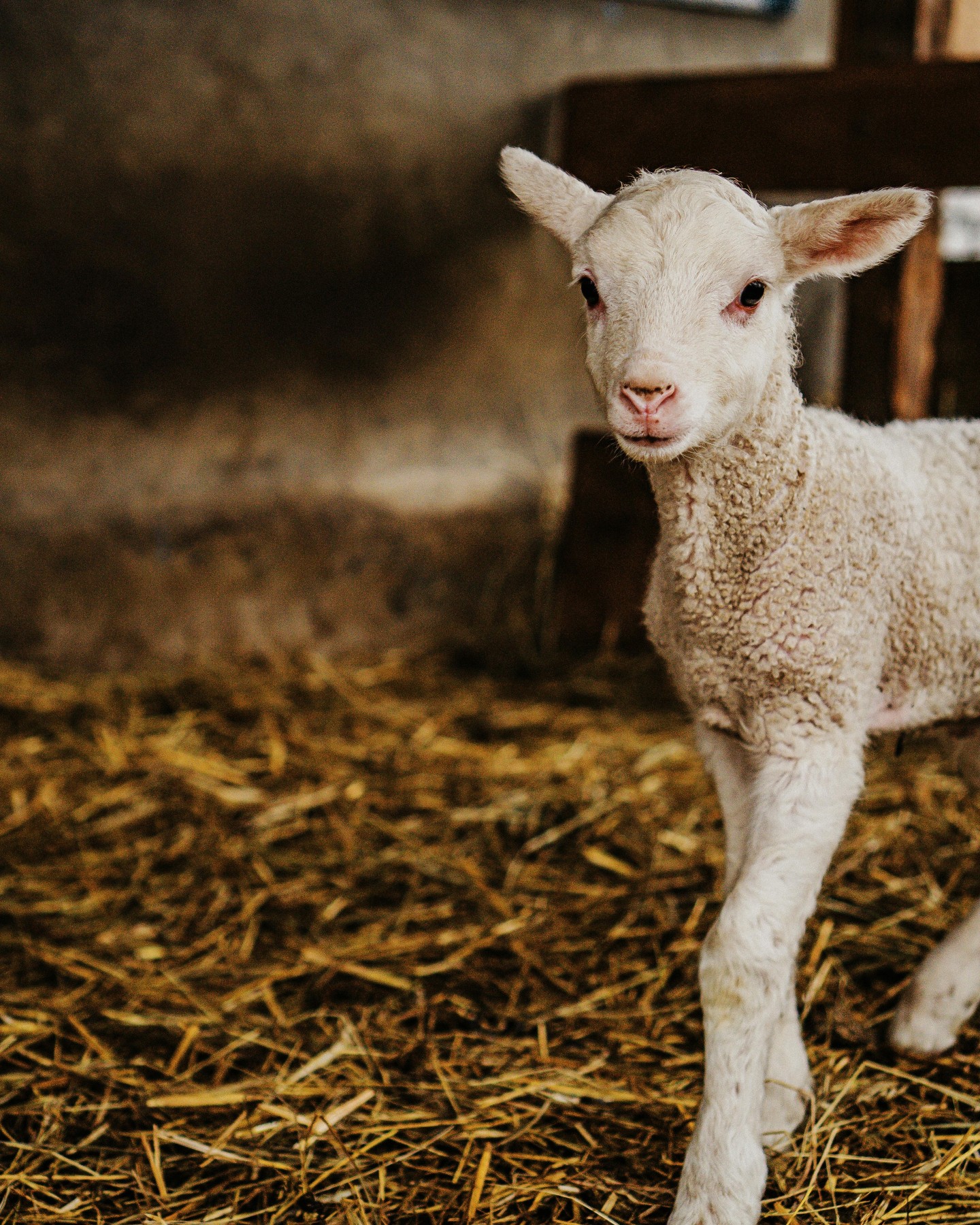 A Pastor de Morella cuidem el nostre ramat amb estima 💚
Cada ovella, des de ben menuda, forma part d’una història de tradició i territori.
🐑 Són elles, amb la seua llet, les que ens permeten crear els nostres formatges artesans.
#pastordemorella #elsportsésautèntic #morella #elsports #formatgeartesà