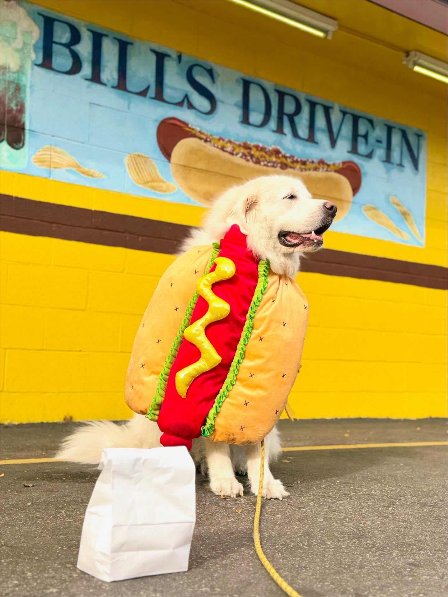 Just a girl waiting on her hotdog!
Nora’s humans always loved stopping at Bill’s Drive-In in Ypsi when they came to visit and we appreciated those hotdogs when we were on #michiganave 💕 Nora is part our #furballcrew🥰 who go on weekly field trips! Every year she is so happy and excited to get her Halloween costumes on to celebrate October with us!
#halloween #ypsi #annarbor #dogsofypsi #dogsofannarbor #ypsidogs #furballsociety #31daysofcostumes #dogcostume #petsmart @petsmart @ypsireal @bringfido