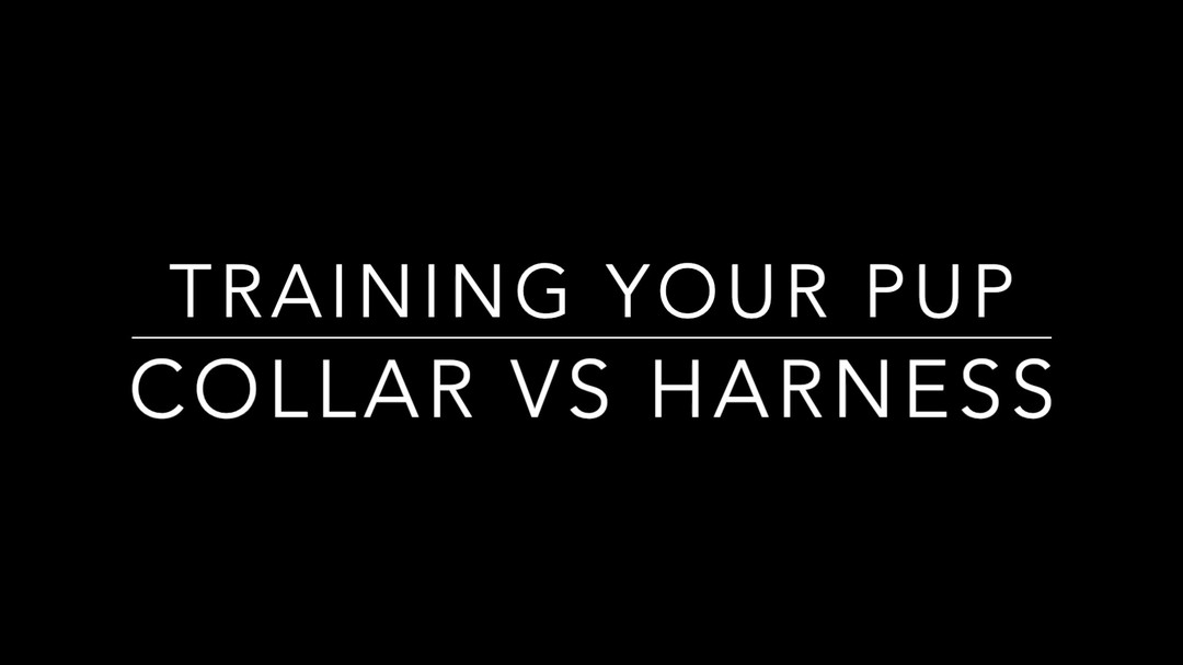 Let’s settle this once and for all… collar or harness?
We’re sharing a quick video that breaks down the differences — tell us in the comments what you use for your dog and why!