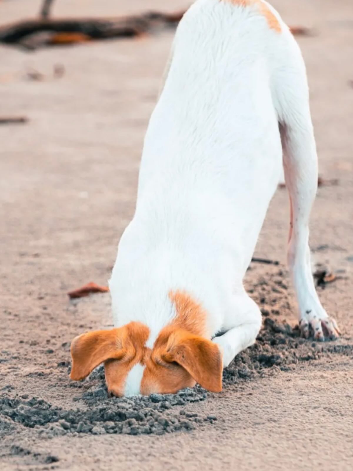 Info: wie even wil piepen naar de website www.delie-dogtraining.be zal tijdelijk niets zien. Maar niet getreurd: een nieuwe komt er aan binnen enkele dagen. #website #dogs #dogwebsite