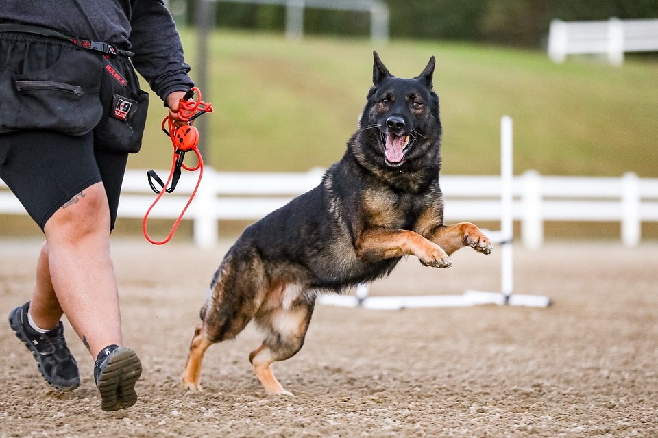The holidays are coming fast! If you’re planning to travel for Thanksgiving or Christmas, now’s the time to reserve your dog’s spot for training or boarding.
Spaces fill up quickly this time of year, and we want to make sure your pup has a safe, structured, and fun place to stay while you’re away!
📅 Message us today to secure your dates before we’re fully booked.
#dogboarding🏡 #dogtrainingatlanta #germanshepherdofinstagram