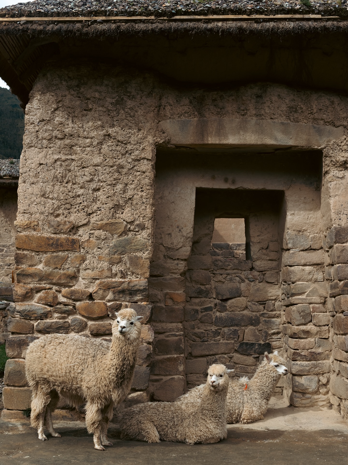 Snapshots from Valle Sagrada, a region known for its abundance of Inca archaeological sites. The Incas in fact believed that the valley was a gift from the gods due to its fertile lands.
1 Wild animals in Ollantaytambo 🦙
2-4 Ollantaytambo 🛕
5 Moray Incan site🗿
6 Chinchero terraces with a wild Reid 🐆
7 Salinas de Maras 🧂
8 Chinchero🛕
#sacredvalley #vallesagrada #incanruins #ollantaytambo #wildanimals #llama #reid