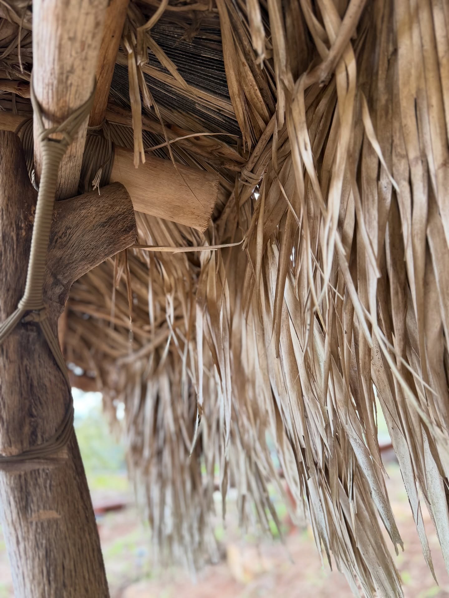 “E mālama i ka hale a me ke kahua.”
Take care of the house and the foundation.
✨ A reminder to tend not only to the walls that shelter us, but to the purpose and spirit that hold it all together.
#OleloNoeau #AlohaAina #CampPalehua #Hale #Malama #CulturalWisdom #HawaiianProverb