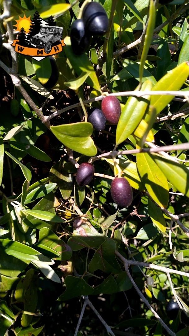 Off the beaten path: even the olive trees surprise 🌿 I picked olives with the ocean by my side. Want to live moments like this? Westernmost Route.
#OffTheBeatenPath
#WesternmostRoute
#HiddenPortugal
#SintraCoast
#NatureEscape
#AuthenticTravel
#TravelPortugal
#OceanAndOlives
#ExploreSintra
#WildAtlantic