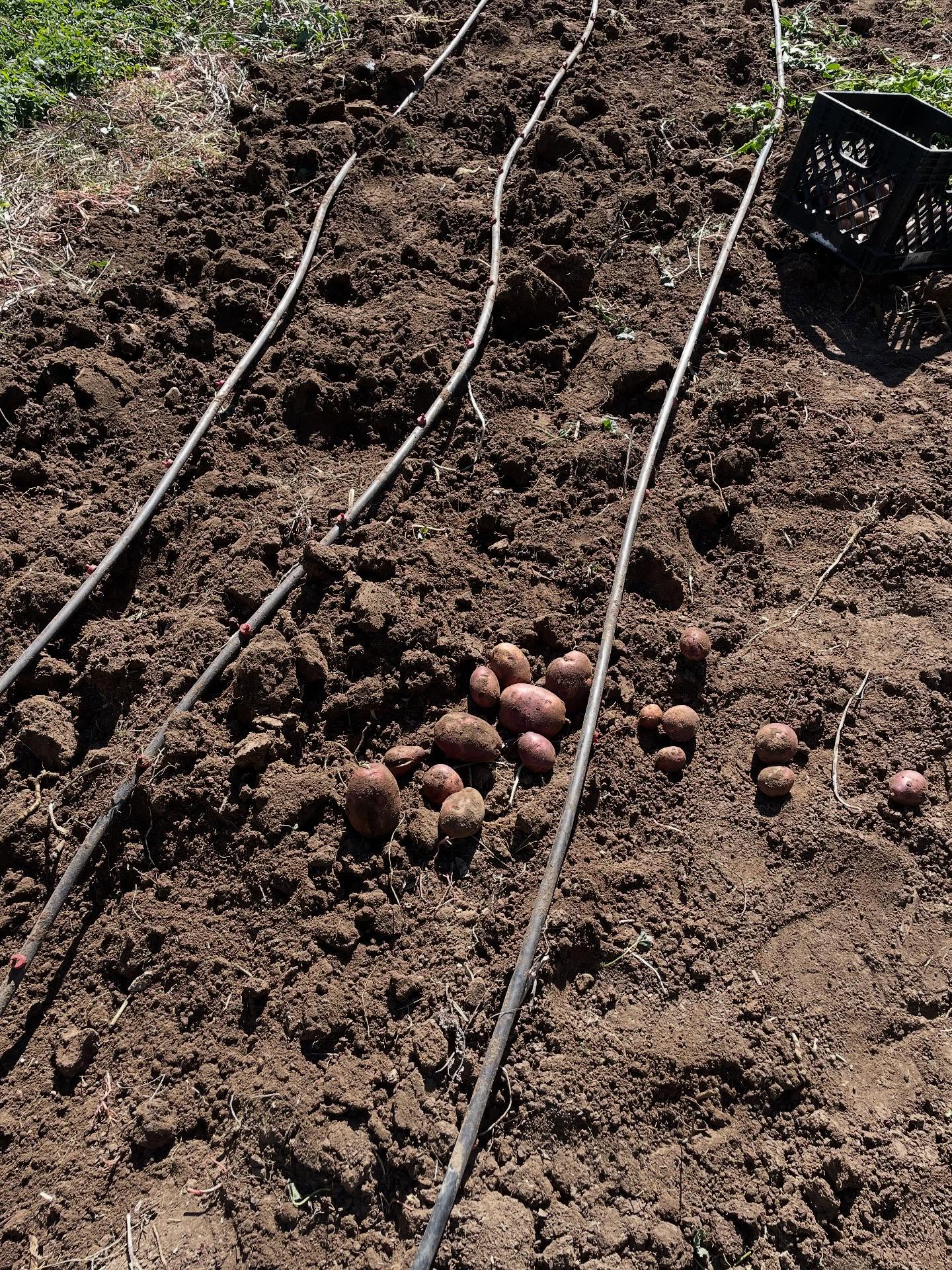 Finally done harvesting potatoes. We are delivering about 350 pounds tomorrow and that will be all of it. I need to do some research. I don’t think I am fertilizing the potatoes enough. Also we are going to be cutting back on potatoes next year. This year we had 2,200 sq ft and next year we will do 1,600 sq ft. I would be surprised if it even goes down further in the future. Overall, potatoes are near the bottom of profit per square foot of all my crops. They are down on the list near winter squash. However, while winter squash is one of my least labor intensive crops, potatoes are one of the most labor intensive.