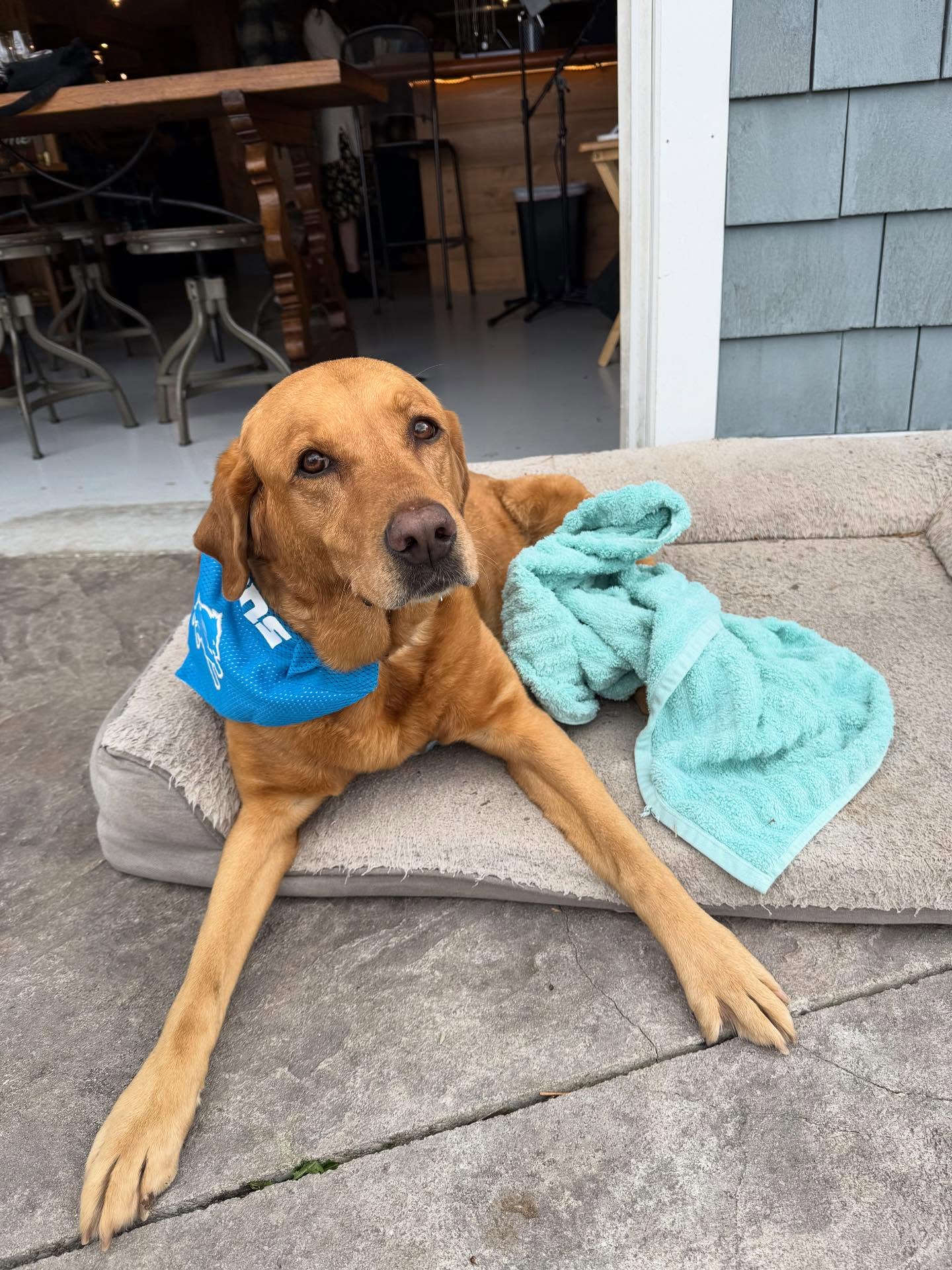 It breaks our heart to announce that our sweet Goldie girl has passed away. Thank you to all who showered her with the most love and treats on what was her last day at the farm. Goldie is running around heaven’s farm with her mom Gracie and our Gabby girl. 🌈 🪽 please post your favorite memories with our sweet Goldie Girl.