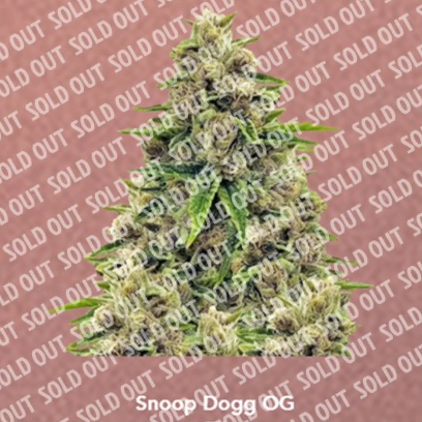 Snoop Dogg OG is sold out!!
2 new strains dropping soon PLUS big news. Stay Tuned.
We cannot thank you enough. πππ
