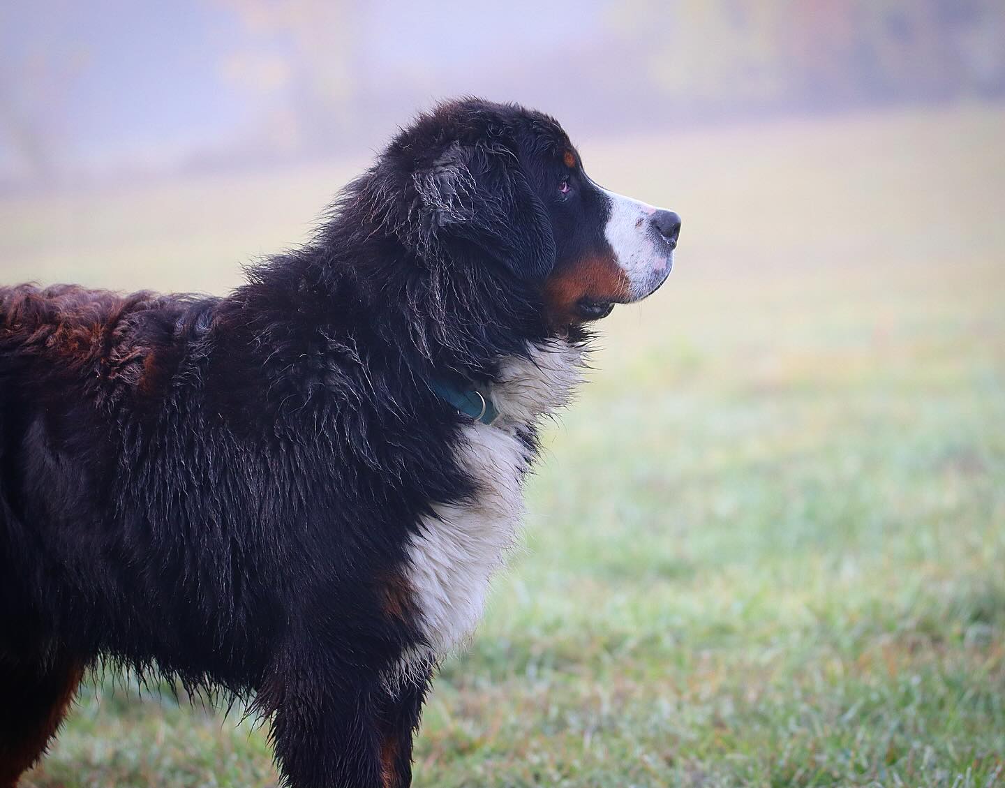 Kody has finally seen his first Fox 🦊 on the property, not that he did a single thing about it, but he saw him! LOL #LKBernese @lkbernesemountaindogs