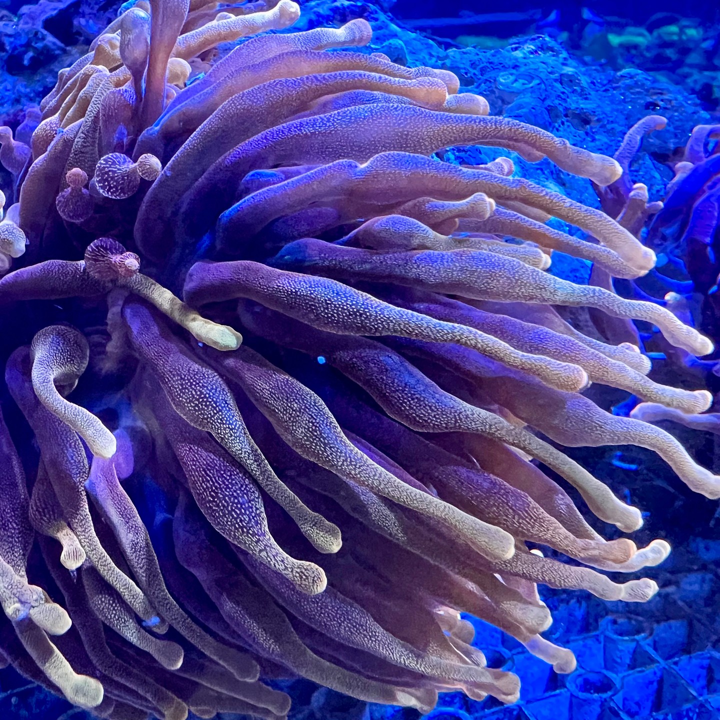 Transform your space with custom aquarium solutions that bring your aquatic dreams to life! 🌊✨ At Marine Concepts, we're dedicated to exceeding expectations for homeowners and businesses across the Chicagoland area. 📍 Check out our stunning designs and let us help you create a captivating underwater paradise. 🌟💧 Link in bio! 
#AquariumLife #CustomDesign #Wheeling #Chicagoland #MarineConcepts #HomeDecor #FishTank #AquaticDesign #UnderwaterWorld #AquariumHobby