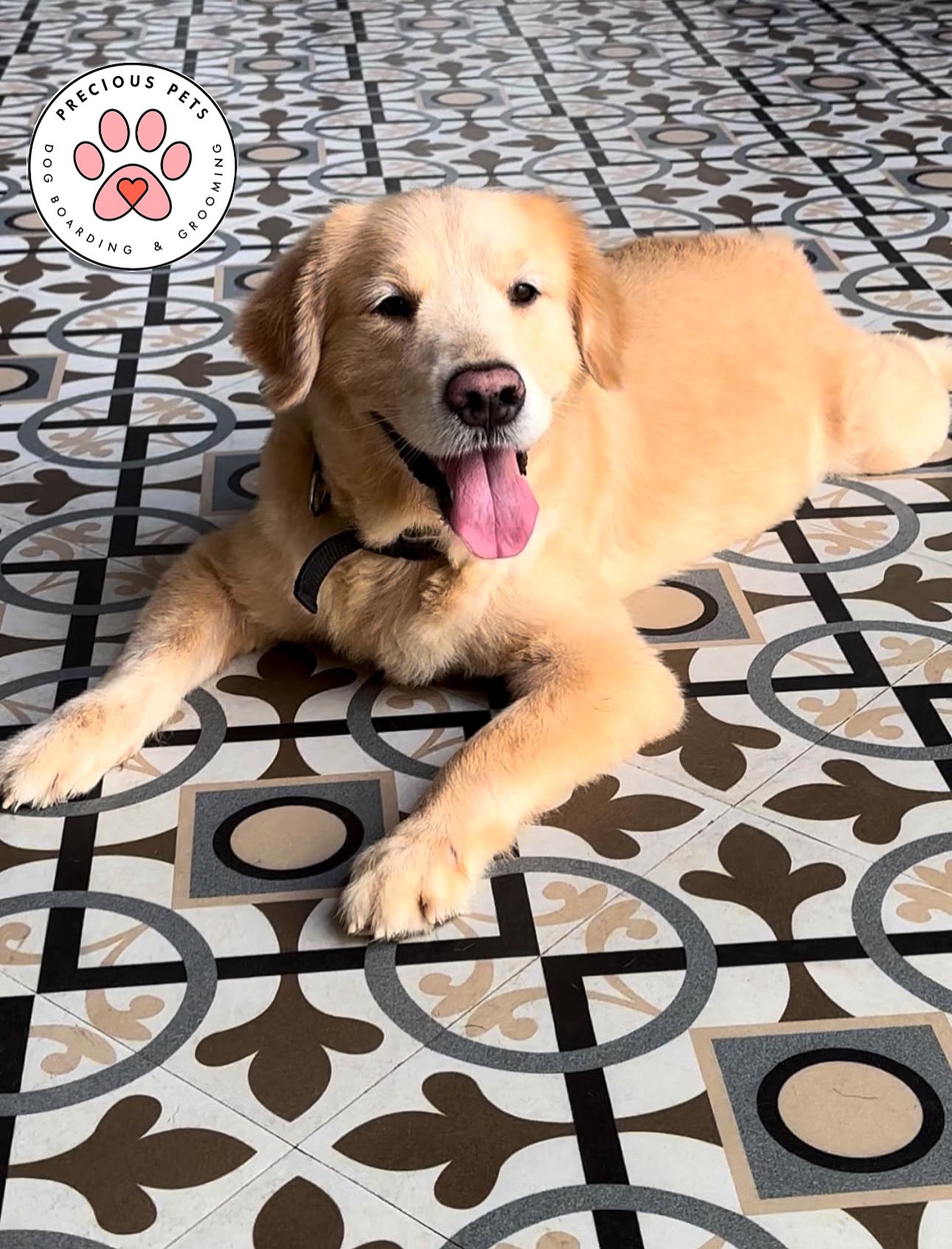 Look at that happy face! 🐶💛 Another furry guest loving their stay with us!
Hastags - #HappyPaws #dogboardingmumbai #andheripets #preciouspets #mumbaipetlovers #DogBoardingMumbai
#mumbaipetcare #PetBoardingMumbai #DogHostelMumbai #petcaremumbai #DogLoversMumbai #petparentsmumbai
#PetSpaMumbai #MumbaiDogs #PreciousPetsMumbai
#DogFriendlyMumbai #petstaycation #petservicesmumbai #petsittingmumbai #furryfriendsmumbai #petcareservices #boardingandgrooming