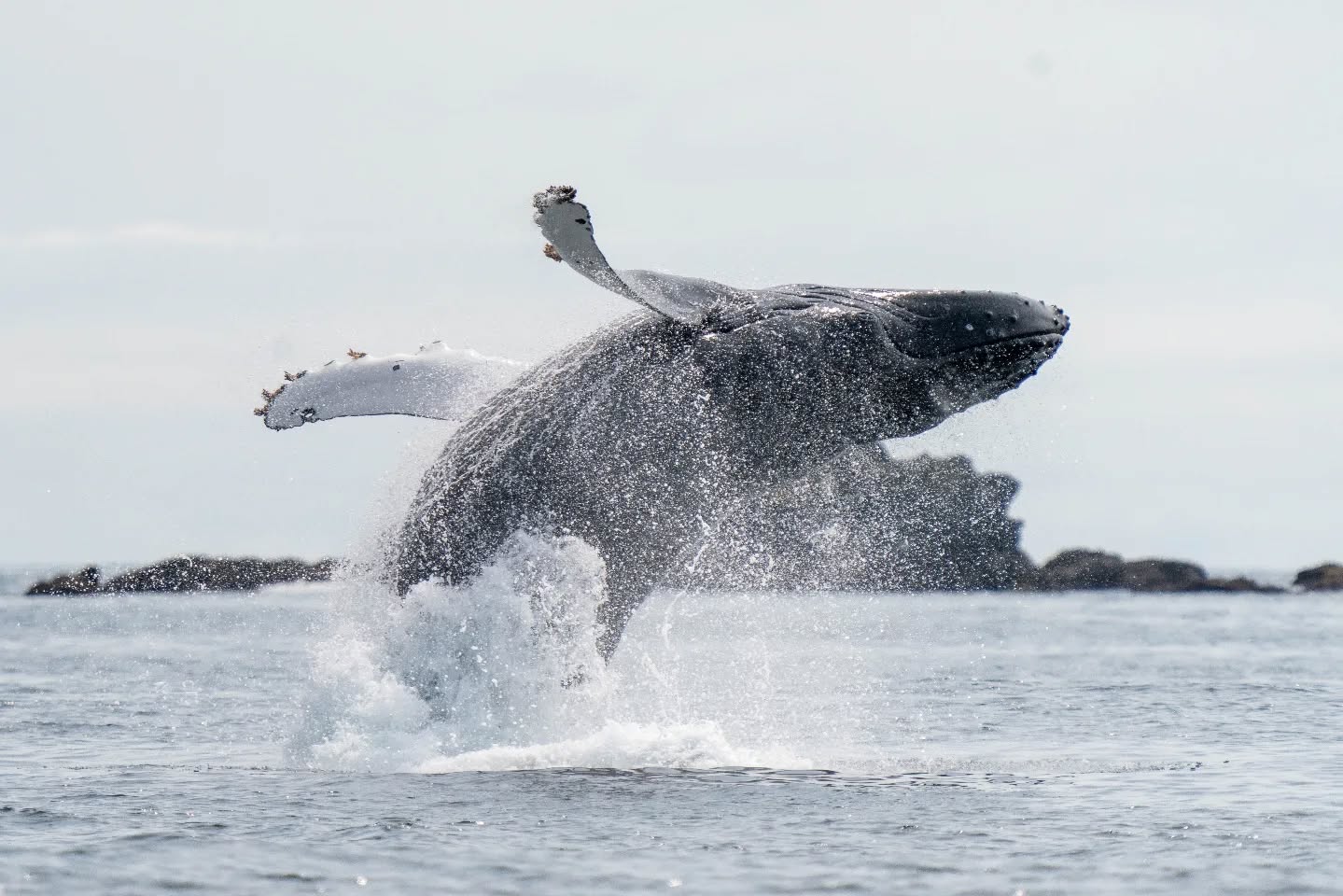 Humpback breach near Crow Island, Barkley Sound.
#wildlifephotography #explorebc #explorevancouverisland #humpbackwhale