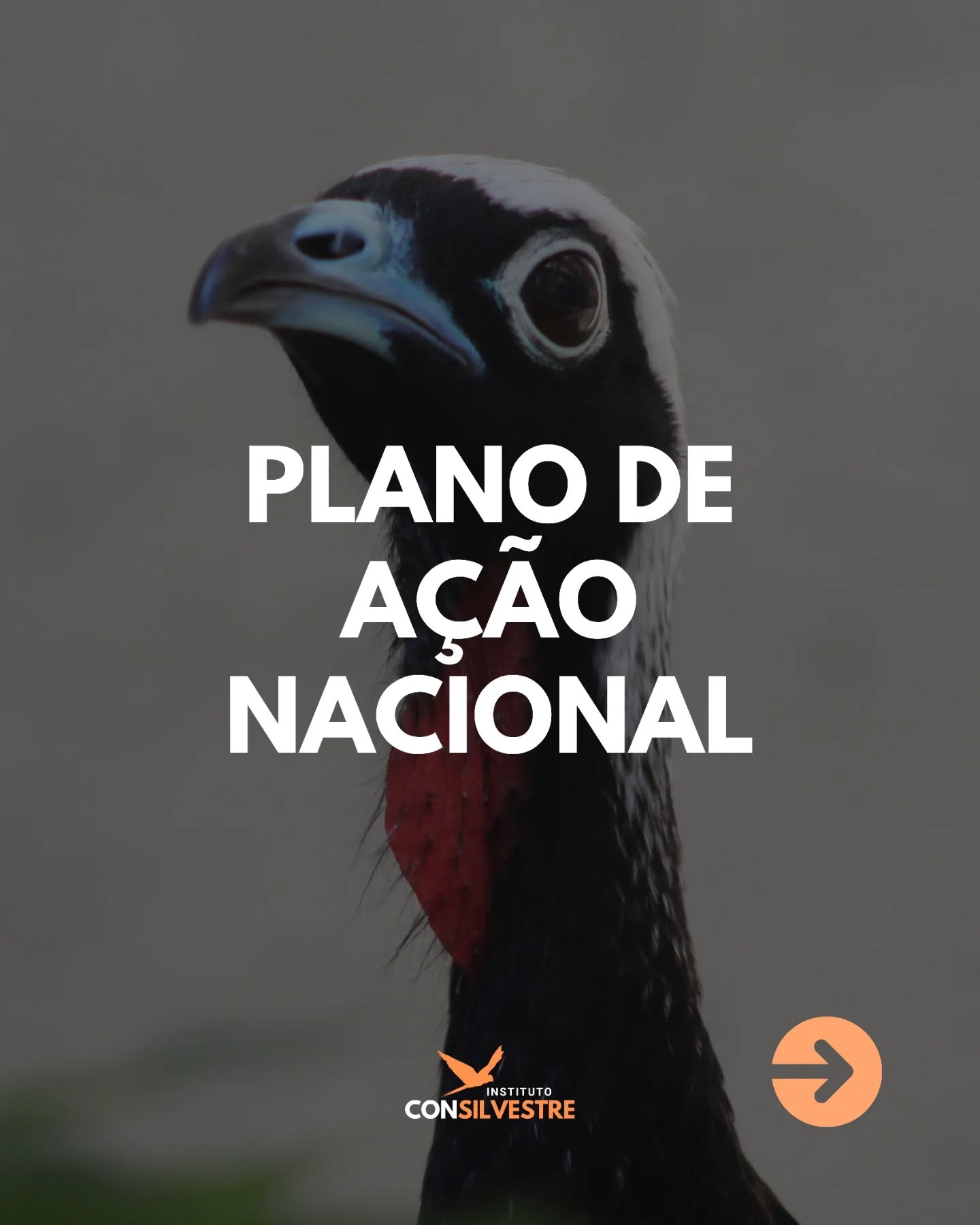 🦉 A conservação da nossa fauna depende de um trabalho constante e monitorado, para que as espécies ameaçadas voltem a ter chances de prosperar. Vamos apoiar essas ações e contribuir para um futuro mais verde! 🌳
#conservação #meioambiente #biodiversidade #natureza #animaissilvestres #faunasilvestre #organizaçãonãogovernamental #proteçãoanimal #monitoramento #ong #camposdosgoytacazes #riodejaneiro #rj #pesquisa #educação #pesquisacientifica #educaçãoambiental #mataatlantica #consilvestre #institutoconsilvestre