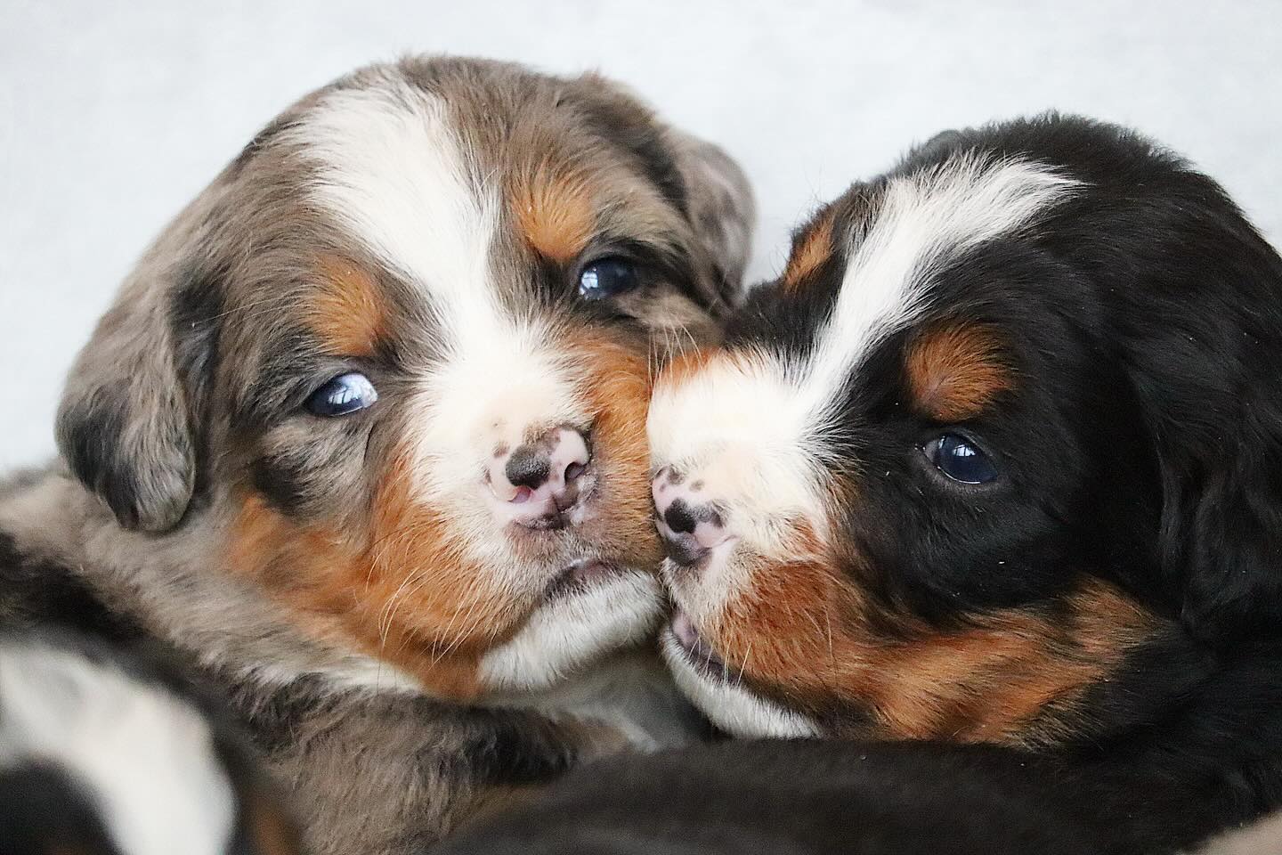Who doesn’t love Kisses!!! (Frida x GUS babies) #lkaustralianmountaindogs