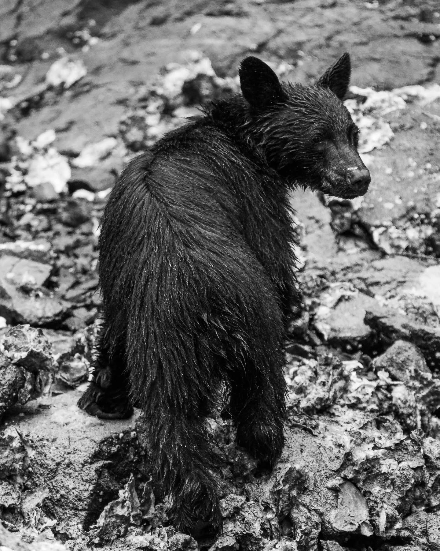 Wet bear. It was an extremely rainy day!
#wildlifephotography #blackbear #explorebc #explorevancouverisland