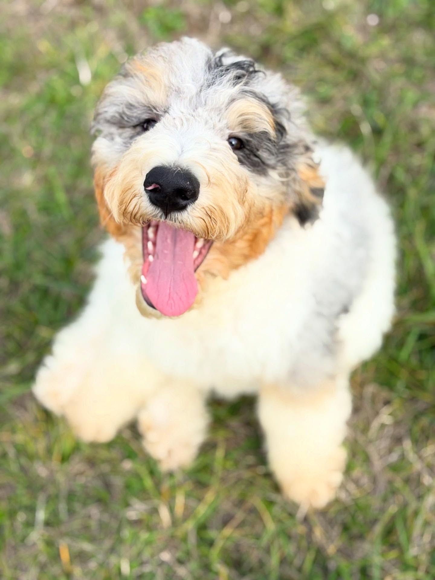 Pawlies Last available boy - standard F1B male- he was born 6.26.2025 - he is mellow, incredibly person oriented, sweet, kind. Very goofy boy. He ll be about 60lbs or so. We are located in Eugene Oregon. He is ready to go. DM to inquire #lkbernedoodles