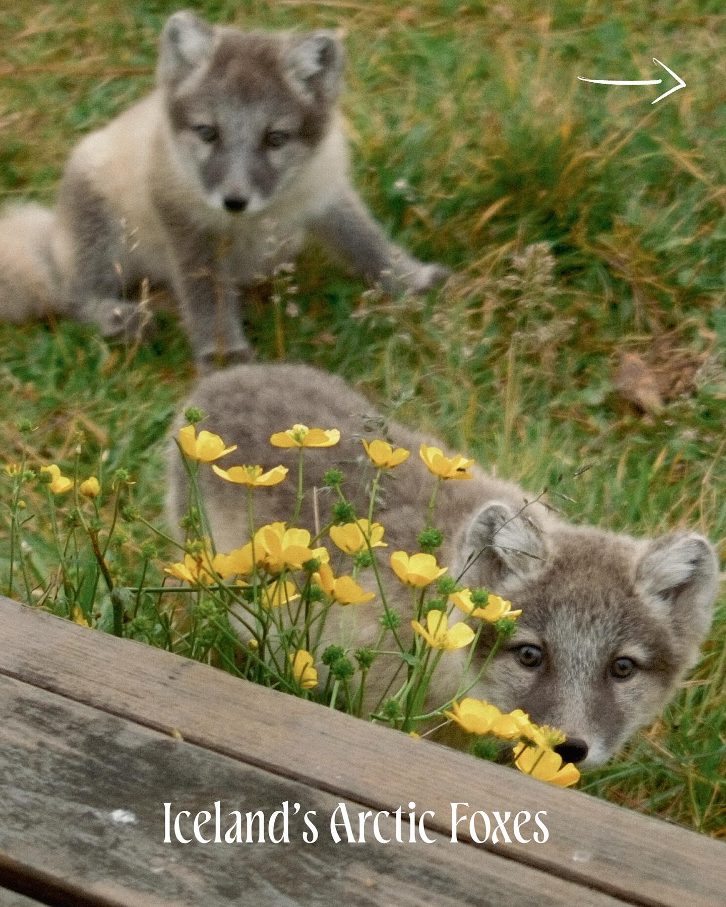 Iceland’s Arctic Foxes.
In the remote West Fjords of Iceland with @hornstrandirfilmfestival, we spent a few days living alongside a family of Arctic Foxes, who had made their den under host @bjarneyludviks’s hut.
Needless to say I couldn’t put my camera down 🤷♂️