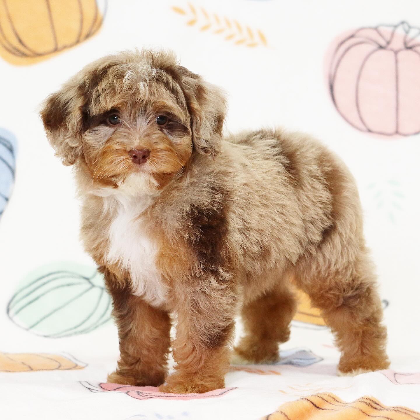 Brinley & Leos four available small medium F1B babies 🙃💙 check them out on our website www.LKBernedoodles.com #LKBernedoodles #bernedoodlesofinsta #bernedoodleslove #bernedoodlepuppyforsale #bernedoodlebreeder #bernedoodledaily #bernedoodlelife