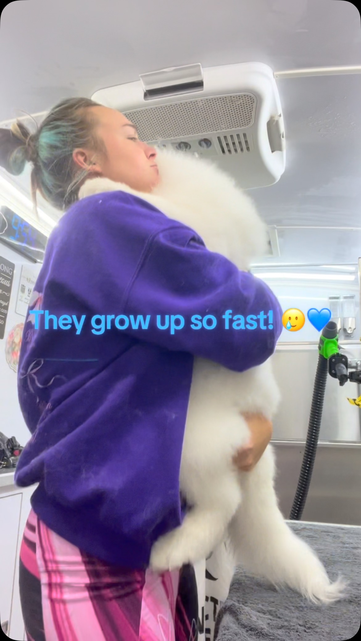 #handleit #trachsaver #handleitcompany #allforgroomers #groomerswall #halloween #shakeshakeshake #gotcha #samoyed