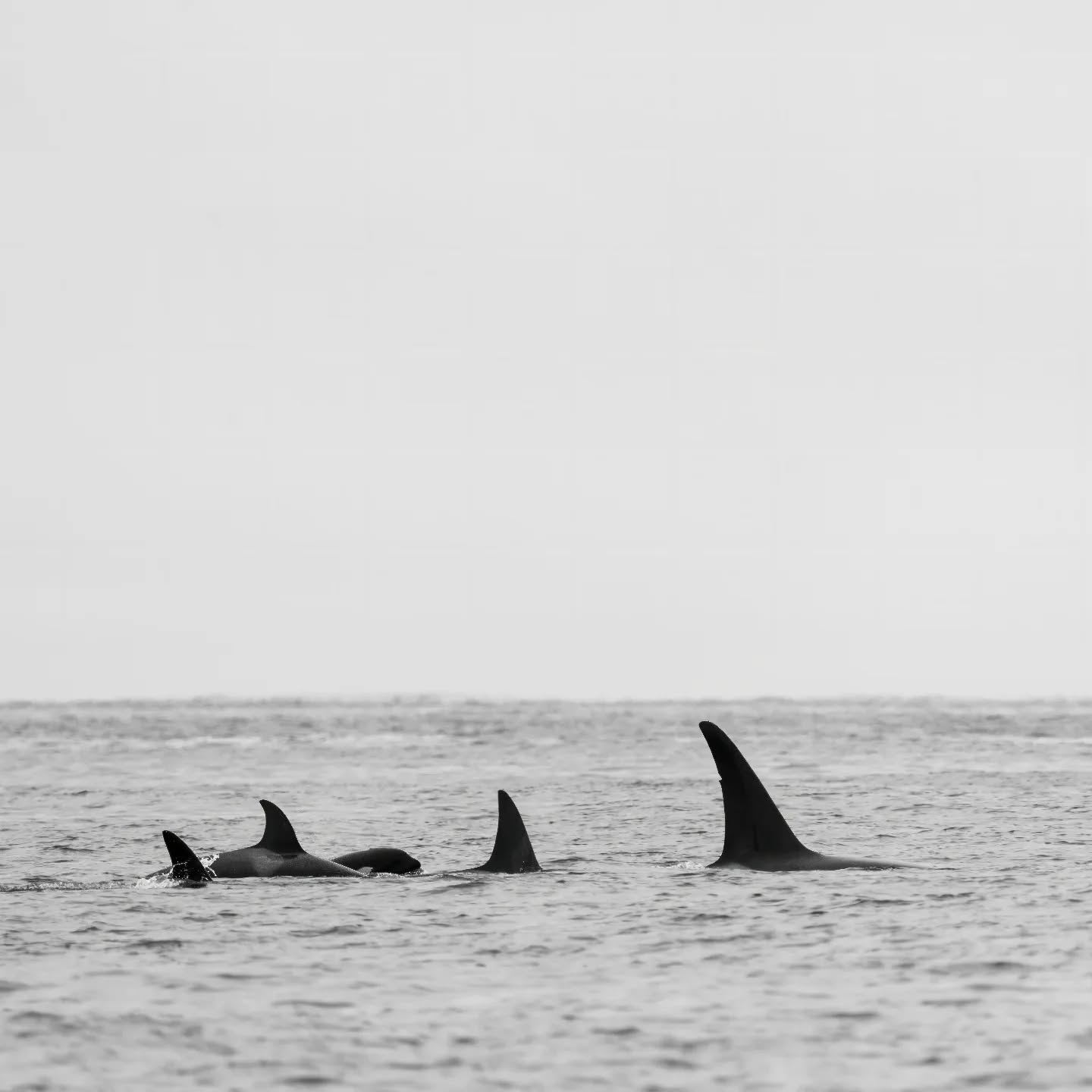 Transient Orcas, Barkley Sound
#orca #explorebc #ucluelet #explorevancouverisland