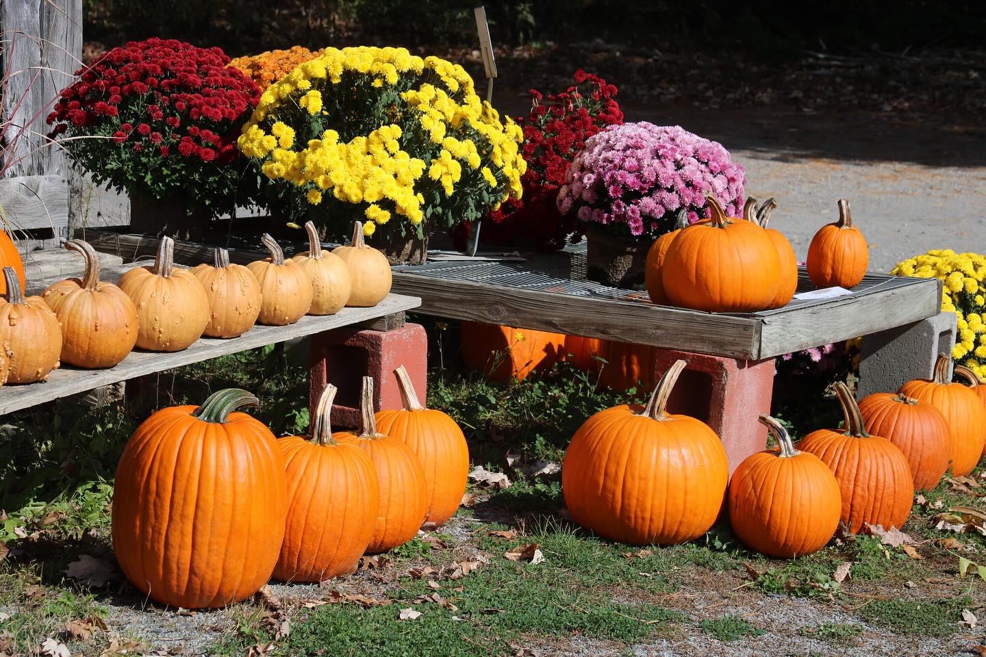 Two weeks left! Looking like it’s going to be a nice weekend! Open 10-5 Saturday and Sunday! Hope to see you!