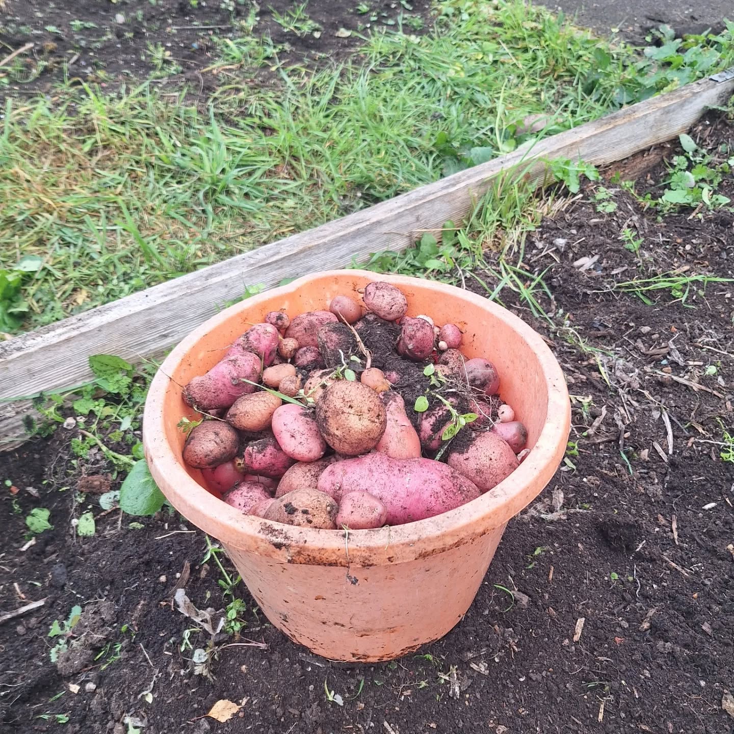 Harvest time and spiders this week.
We dug up treasure - our potato crop. It's so exciting getting your hands in the soil trying to find them.
We ended up with a massive bucket full š¤©
We shall be eating them between now and Christmas. Potato rosti is a favourite and of course some warming potato soup.
We also unearthed a fair few spiders so much discussion about squashing them or not...even if we hate them.
Lots of good teaching from our spider friends - not always the easiest to love. Such wonderful animals albeit misunderstood.
#outdoorlearning #growingfoodwithkids #spiderlove #harvesttime