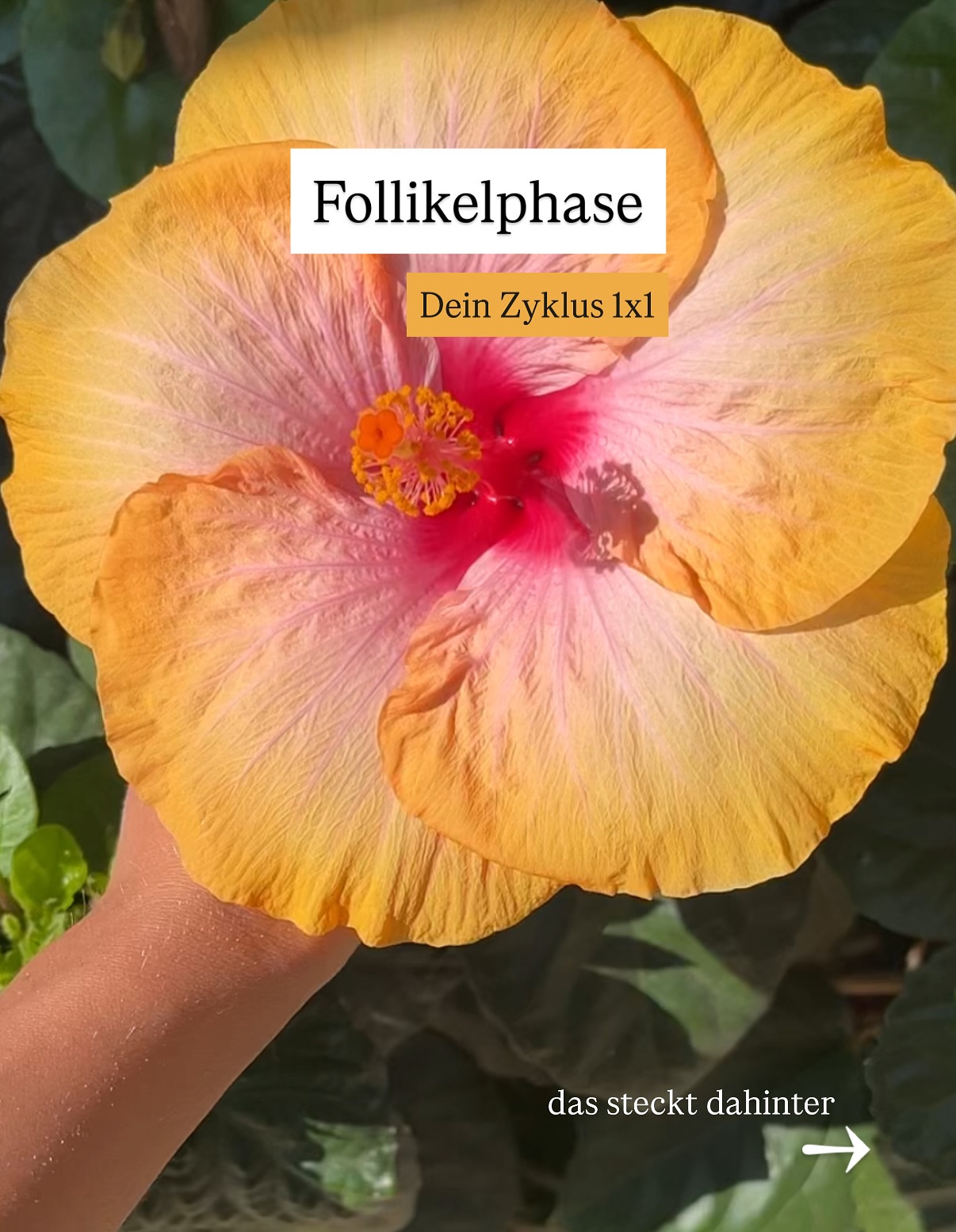 Lass uns gemeinsam mit dem Zyklus-1x1 starten – einer Reise durch deinen Menstruationszyklus.
Schritt für Schritt zeige ich dir, was in deinem Körper eigentlich passiert, warum du dich in jeder Phase anders fühlst und wie du dieses Wissen für dich nutzen kannst. 🌙✨
Im nächsten Beitrag lernst du dann, welche Superkräfte zur Follikelphase gehören – und wie du sie gezielt für dich einsetzt.
#menstruationszyklus #menstruationswissen #frauengesundheit #hormoncoach #zyklusbewusstsein