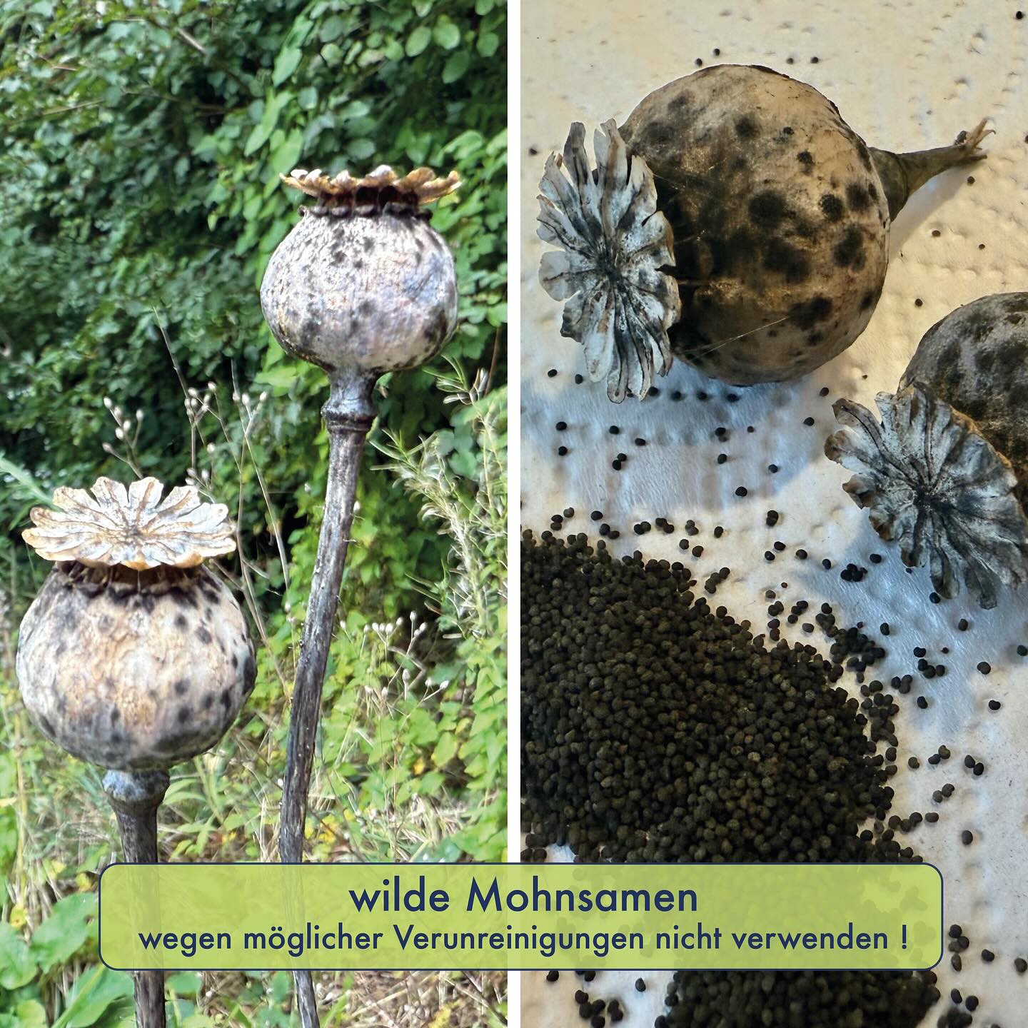 SCHLAFMOHN-SAMEN 🫘🌸
Die Samen vom Schlafmohn werden auch nur „Mohnsamen“ genannt. Durch den aromatischen Geschmack sind sie kulinarisch sehr beliebt, auch wenn aus derselben Art auch Opium (=der Milchsaft unreifer Kapseln) gewonnen werden kann. Die Samen enthalten nämlich praktisch keine dieser, im Milchsaft vorkommende berauschenden/giftigen Alkaloide, wie Morphium, Codein usw. Allerdings sind Verunreinigungen möglich, zB. bei Verletzungen oder Insektenbefall der Kapseln, die bei Samen aus dem Handel möglichst reduziert werden. Kulinarisch werden die Schlafmohn-Samen gegenüber Klatschmohn-Samen bevorzugt, weil Letztere kleiner und nicht so ergiebig sind, resp. kaum Geschmack haben.
Wild findet man den Schlafmohn hierzulande zwar nur selten (als Ackerunkraut oder Ruderalflächen), aber man findet ihn. So habe ich ihn an einem wilden Standort bereits im Sommer angetroffen und jetzt im Herbst habe ich die Samen geerntet. In der Schweiz darf man den Schlafmohn auch ohne Bewilligung im Garten anbauen. Sobald man jedoch, egal ob Garten oder wild, an den unreifen Kapseln ritzt, um so Opium zu gewinnen, verstösst dies gegen das Betäubungsmittelgesetz.
Reife, trockene Kapseln haben keinen Milchsaft mehr. Die Samen können einfach herausgestreut werden, ohne dass man die Kapsel aufschneiden muss, was die Gefahr einer Verunreinigung der Samen vermindert. Allerdings besteht nach wie vor die Gefahr (durch vorgängige Verletzung, Insektenbefall, usw.), dass dort verunreinigte Samen drin sind. Waschen mit heissem Wasser und Backen / Rösten reduziert den möglichen Alkaloidgehalt. Je nach Menge besteht aber das Risiko einer Aufnahme wirksamer (oder im Extremfall auch gefährlicher) Mengen oder auch unwirksamer Mengen, die zu einem positiven Drogentest führen. Aus diesem Grund empfehle ich nur Samen aus dem Handel in der Küche zu verwenden (Risiko für Verunreinigung viel kleiner), resp. (wie in meinem Fall) wilde Samen nur in kleinen Mengen zu nutzen.
Die Mohnsamen können zB. für Mohnbrötchen verwendet werden. Sie eignen sich auch als nussige Beigabe diverser Gerichte (z.B. Salat, Apfelstrudel, Griessbrei, Müesli,…), evtl. vorher ganz kurz angeröstet.
#schlafmohn #mohnsamen