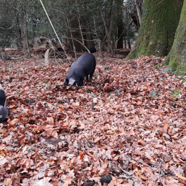 It's that time of year again!
BBC News - New Forest pannage season extended due to "exceptional" mast year - BBC News
https://www.bbc.co.uk/news/articles/c77zl7k054vo?app-referrer=webview
With a bumper crop of acorns this year why not try a natural cheap and effective protector for your animals gut....
https://www.dorsetcharcoal.co.uk/animal-feed-supplement