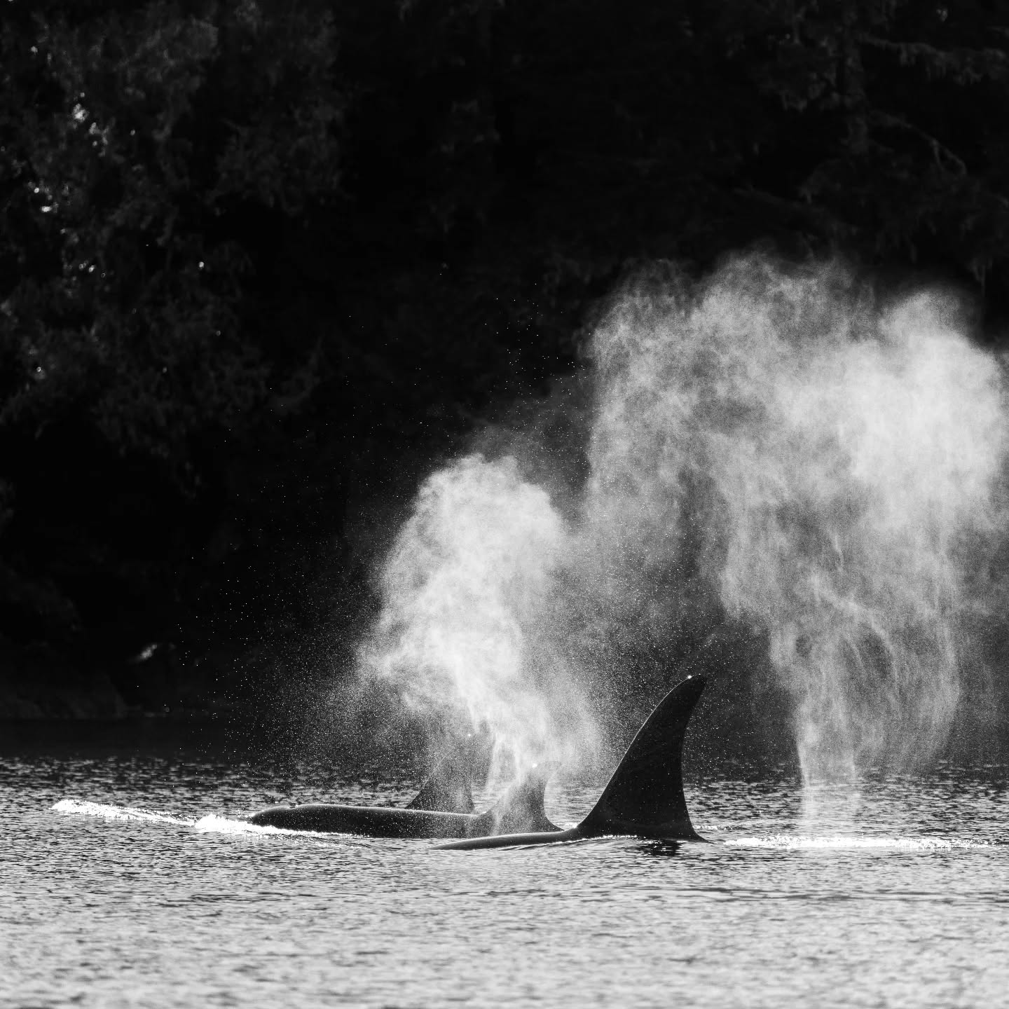 Orcas. I really love this one, the dark background, their breath Illuminated by the light. What amazing beings they are.
#wildlifephotography #explorebc #explorevancouverisland #orca