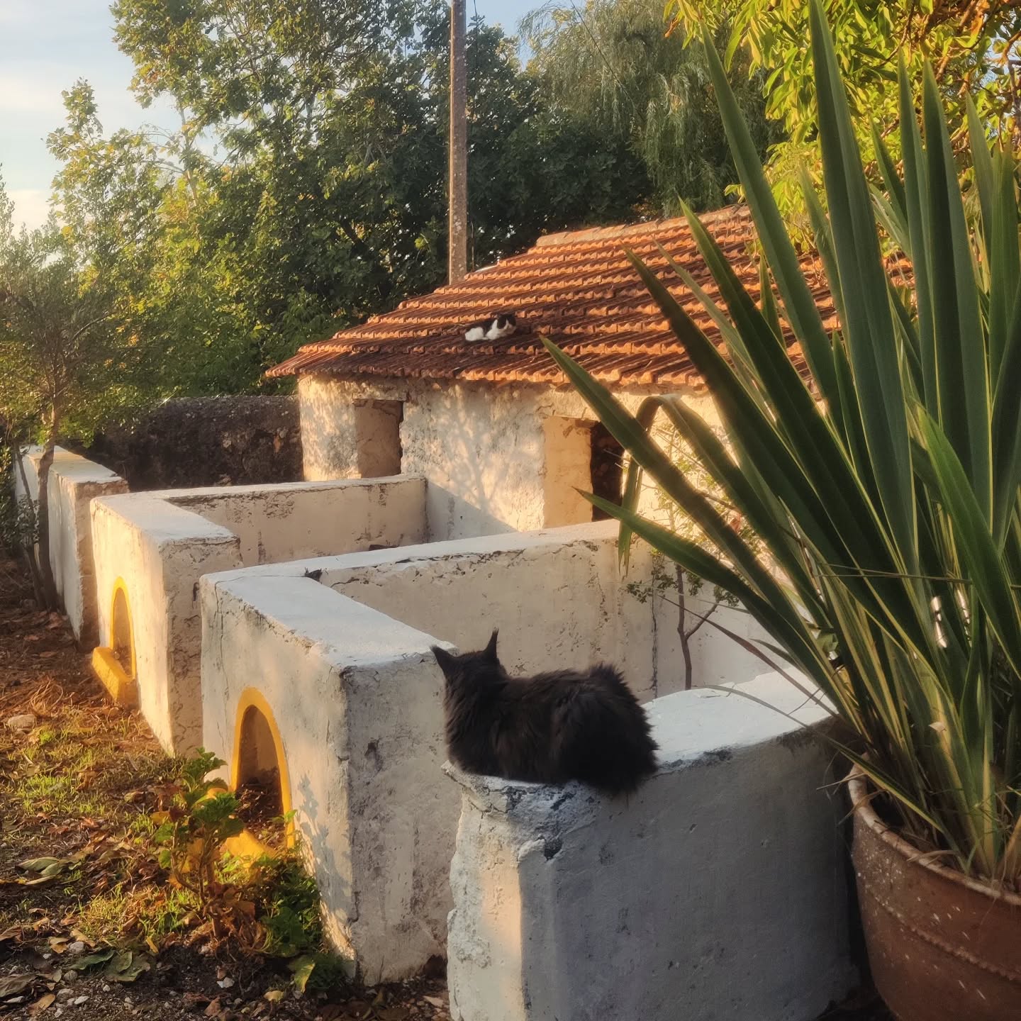 Aqueles fins de tarde de Outubro onde todos os residentes da Quinta aproveitam cada raio de sol 🌞