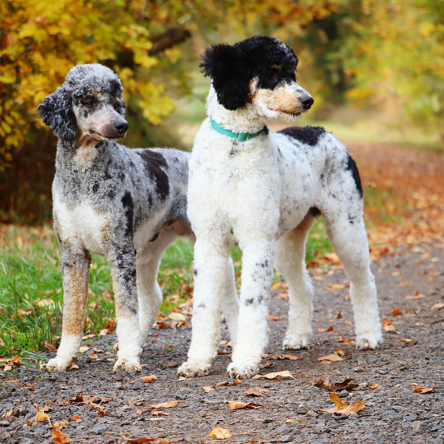 Leo & Roman - our Moyen poodle daddies #LKPoodles #poodles #poodlesofinsta #poodleoftheday #poodlelife #poodlegram