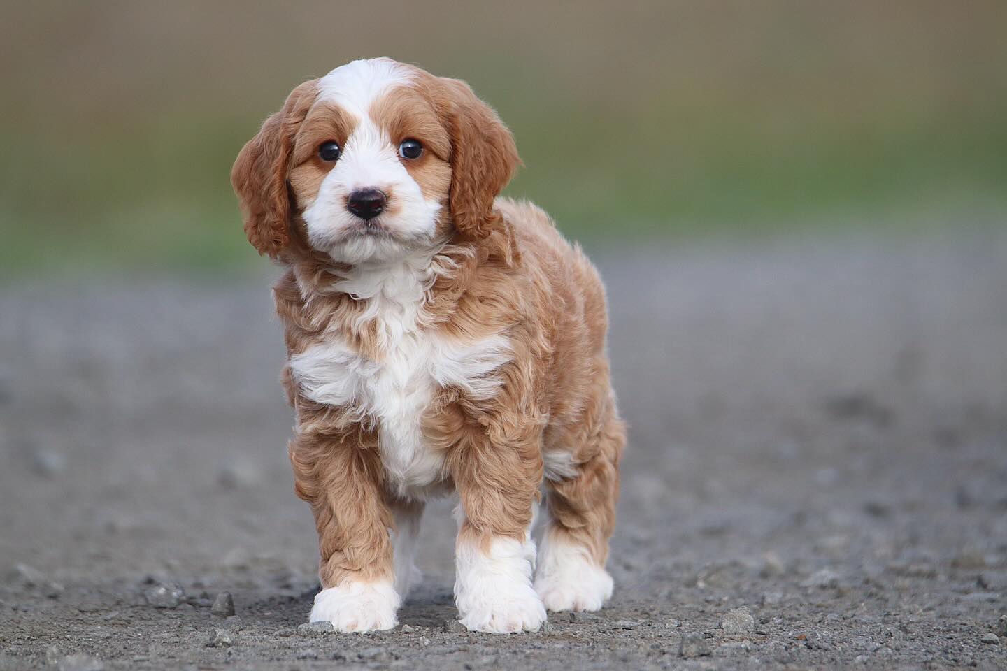 Kitty & Buzz Mini Teddy Bear Bernedoodles 🤭💙 #LKBernedoodles #bernedoodlesofinsta #bernedoodlebreeder #bernedoodledaily