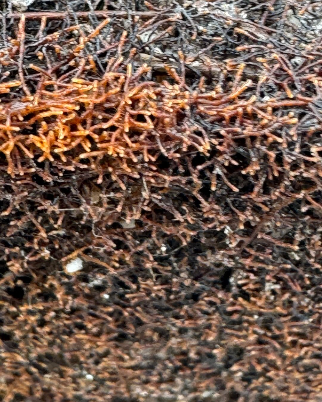 Fall means art. 🍂 In our greenhouse, even as some plants rest and others stay evergreen, roots thrive — full of mycorrhiza and life. Many try. Few succeed. Alpine Truffle does, because quality truffle trees start with science, care, and innovation. 🌱
#AlpineTruffle #TruffleFarming #Mycorrhizae #SustainableFarming #FallReflection #HighQualityTrees #AgricultureInnovation