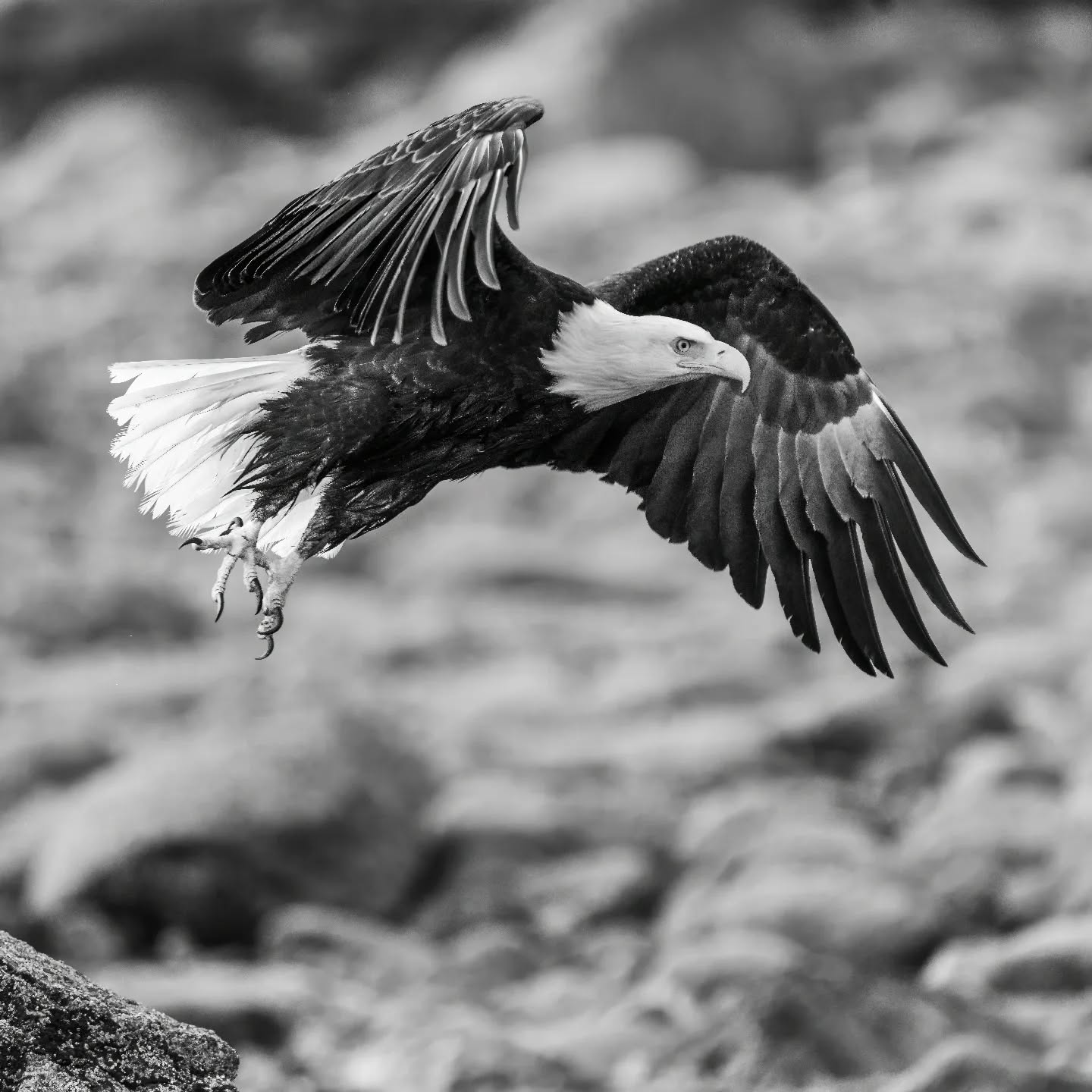 Eagle in flight. This eagle was following a mother and cub bear hoping to pick up some scraps.
#wildlifephotography #explorebc #explorevancouverisland #baldeagle #ucluelet #barkleysound