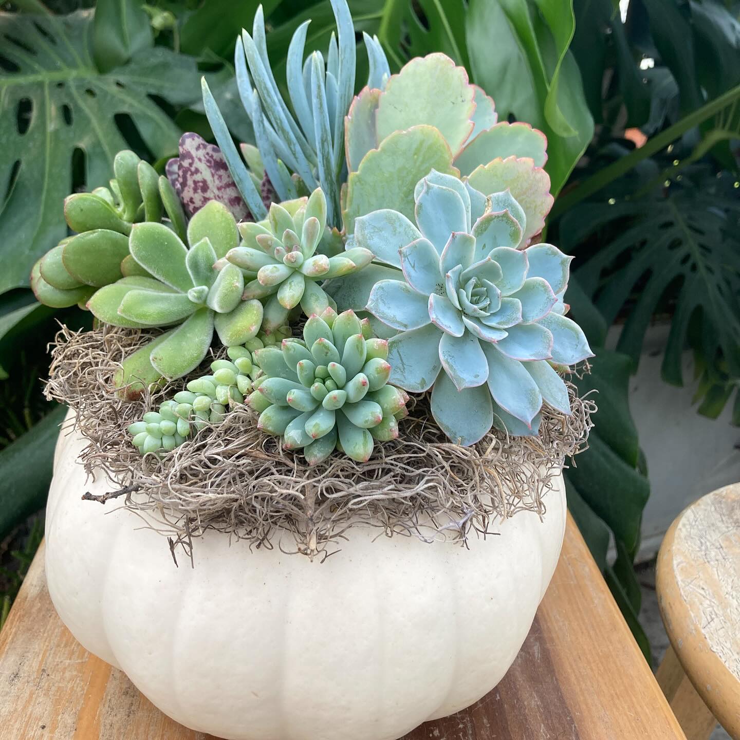 Another fantastic succulent pumpkin workshop in the books. One of the things I love most is that everyone’s creation reflects each person’s unique creative perspective.
#roundtreefarmgreenhouse #succulents #pumpkin #fall #diy