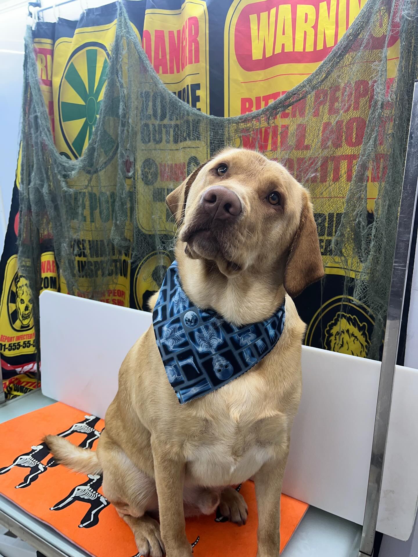 #dawnofdeshed #halloween #mobilegrooming #fall #grooming #njgroomer #labrador #allforgroomers #groomerswall